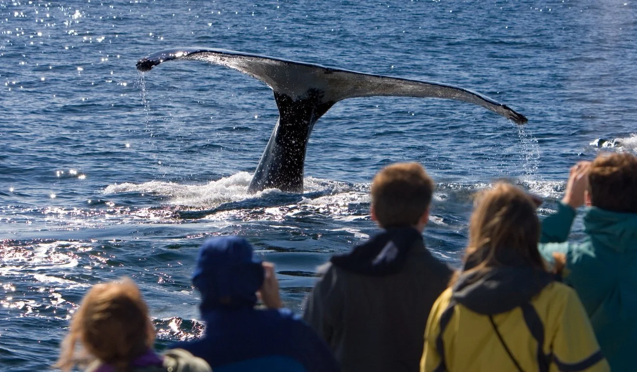 Whale Watching on the Sunshine Coast: A Complete Guide (Updated 2026)&nbsp;