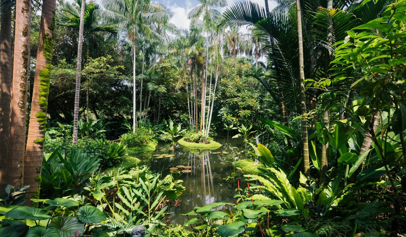 Maroochy Bushland Botanic Gardens: A Quiet Local Escape