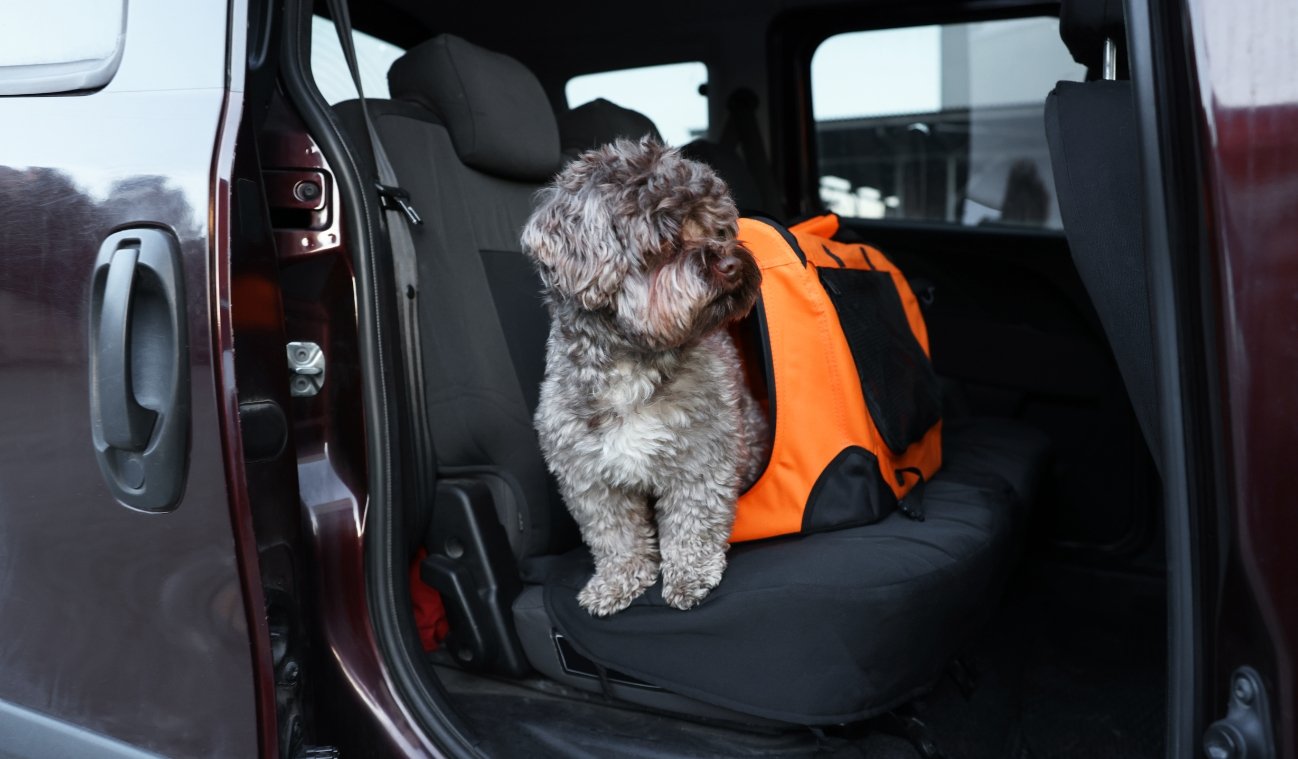 Travelling with Dogs in Maroochydore (2026 Rules)