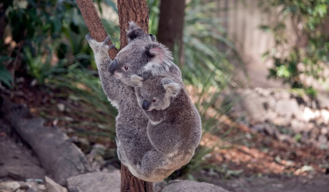 koala encounters