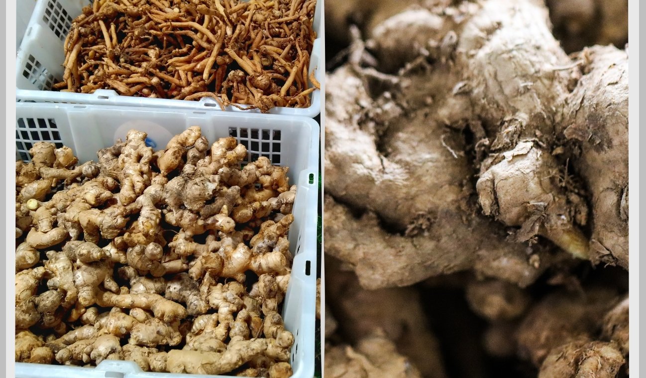 explore ginger factory