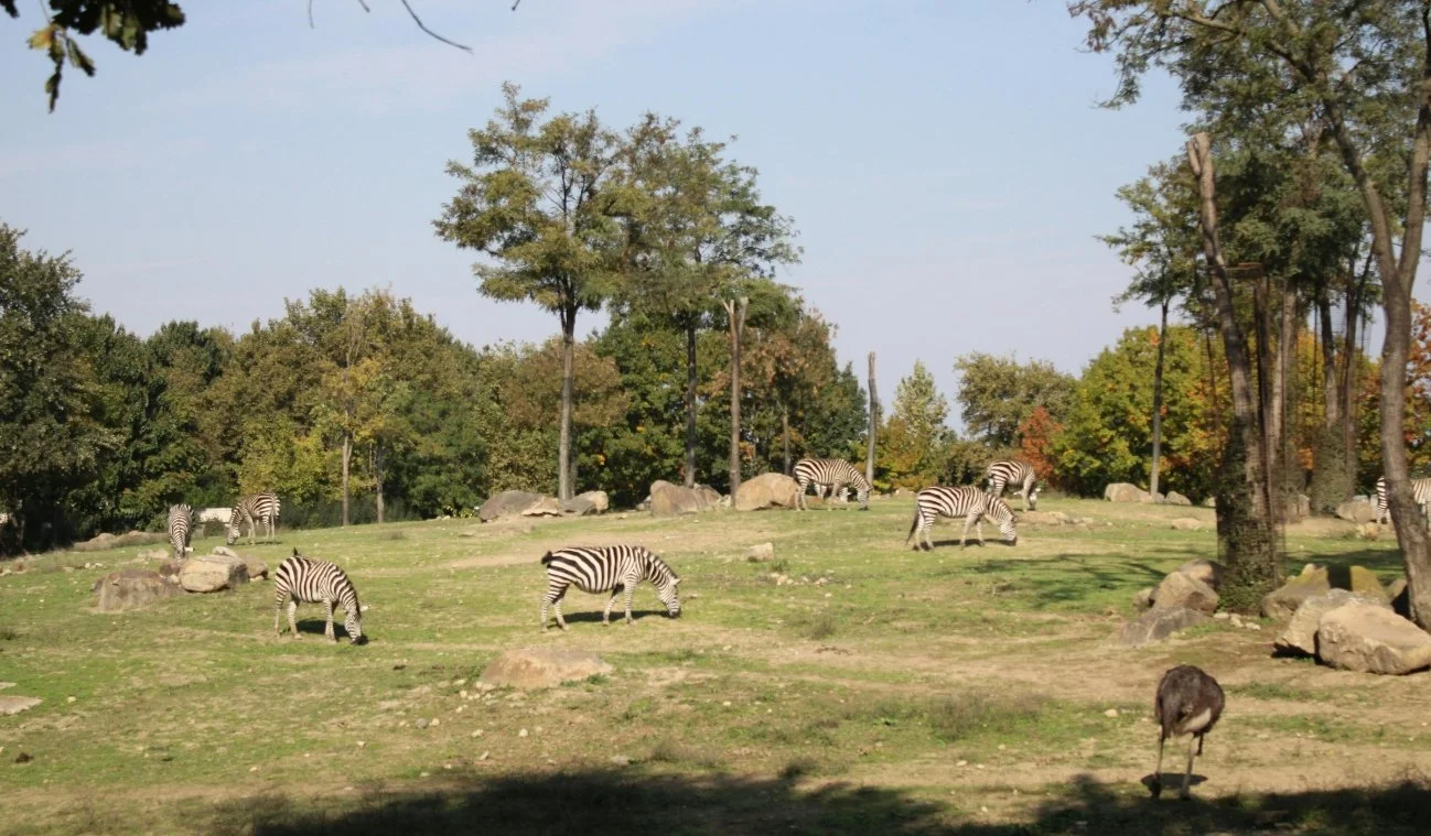 what’s the best way to get to australia zoo