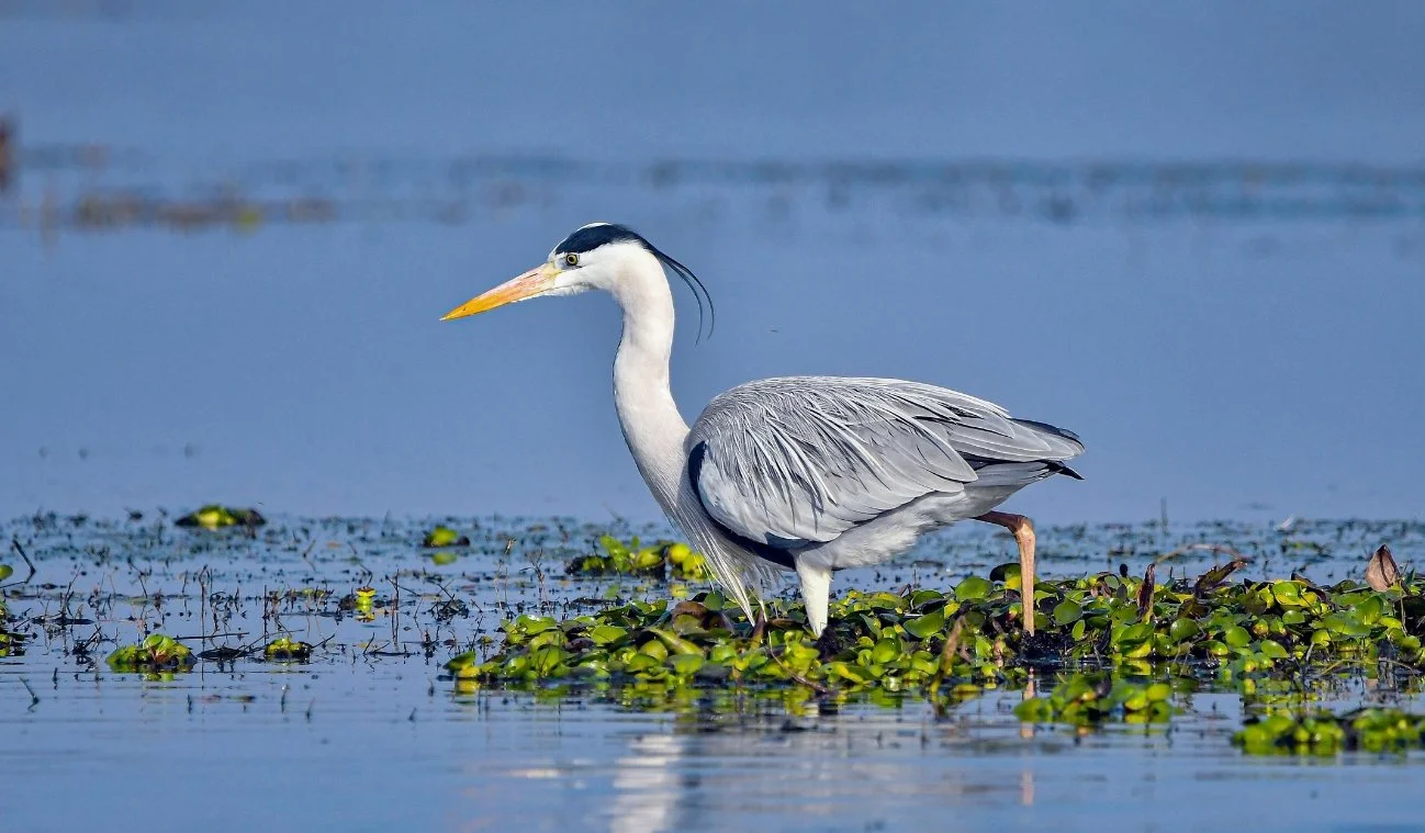 spot wildlife along the wetlands and mangroves
