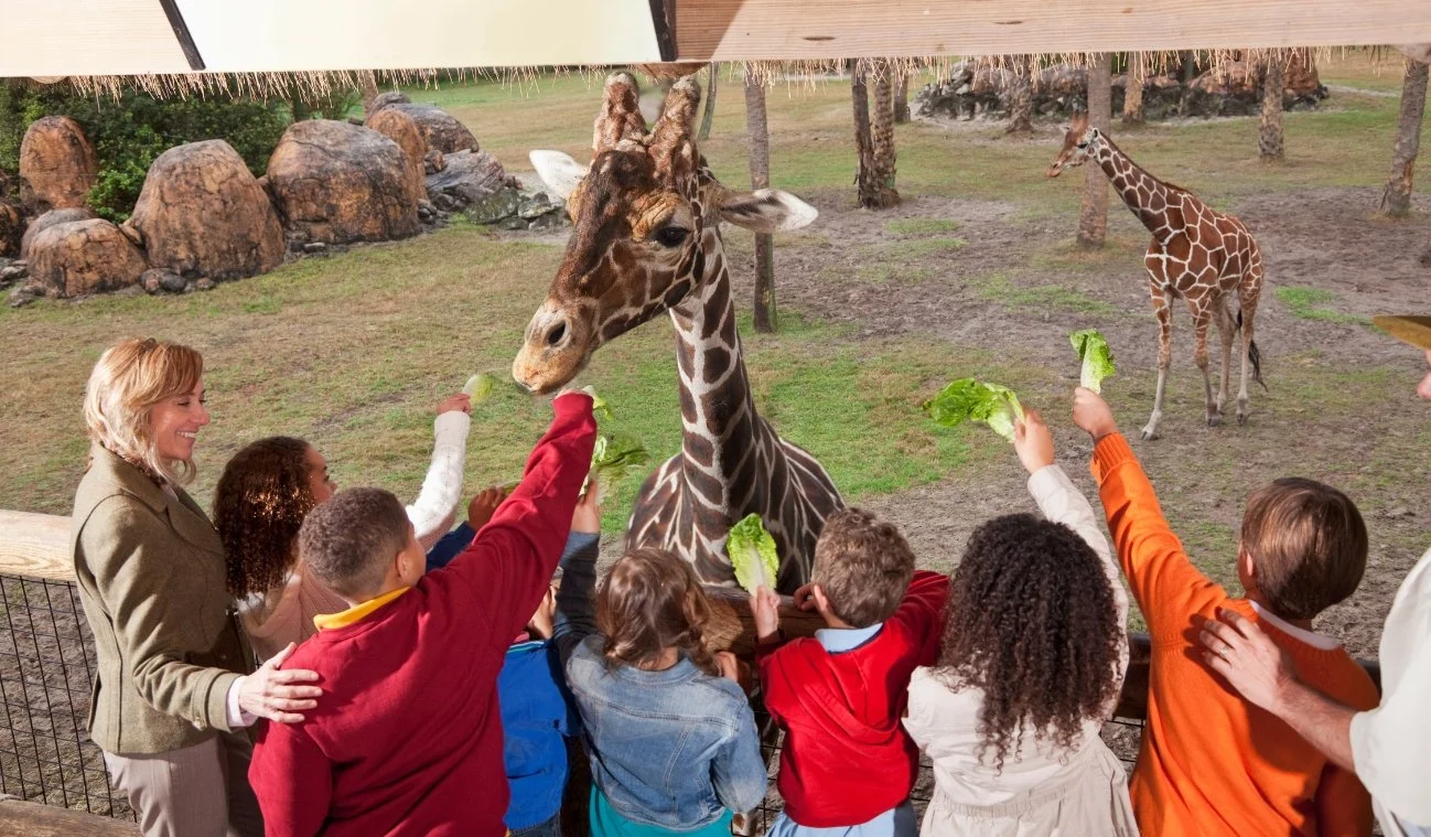 tips isiting the zoo in beerwah