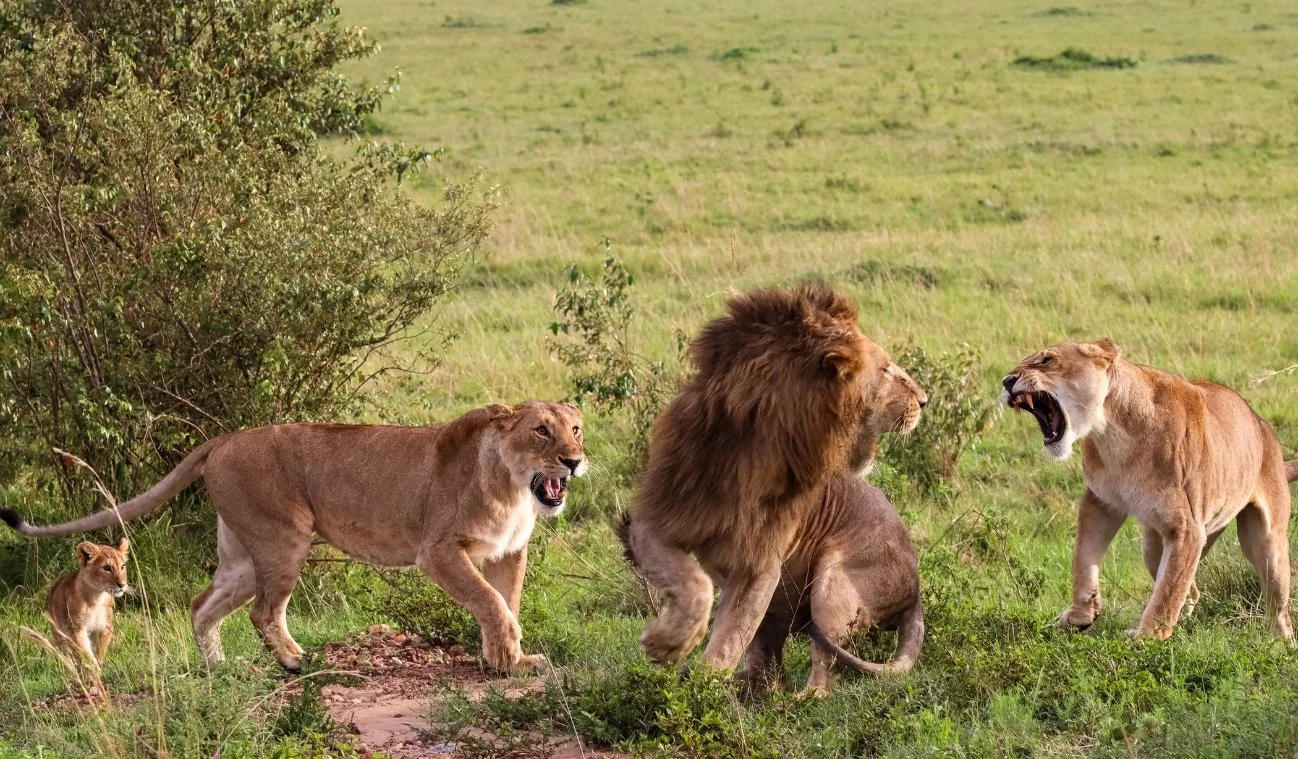 africa savannah experience