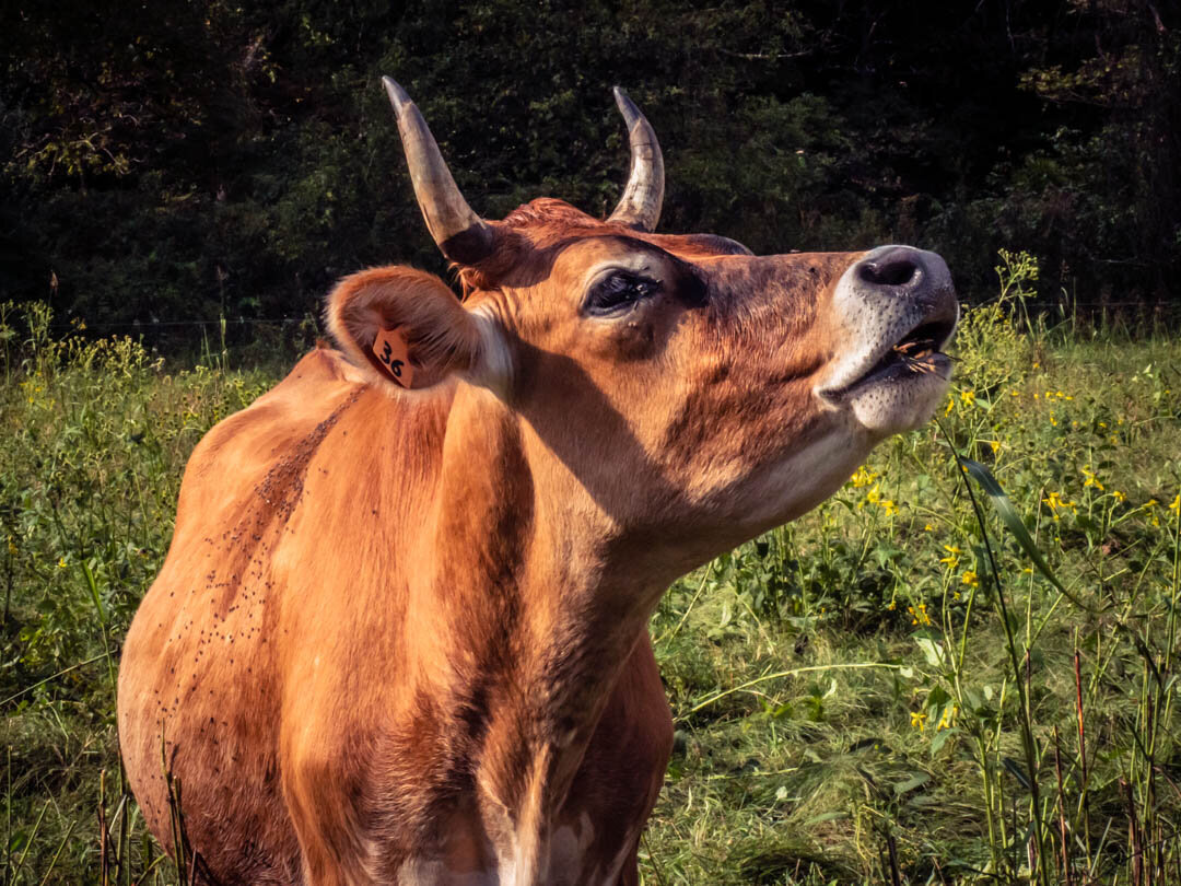 2018.10.02-Virginia,Ivy-Wandering River Farm  (11 of 48).jpg