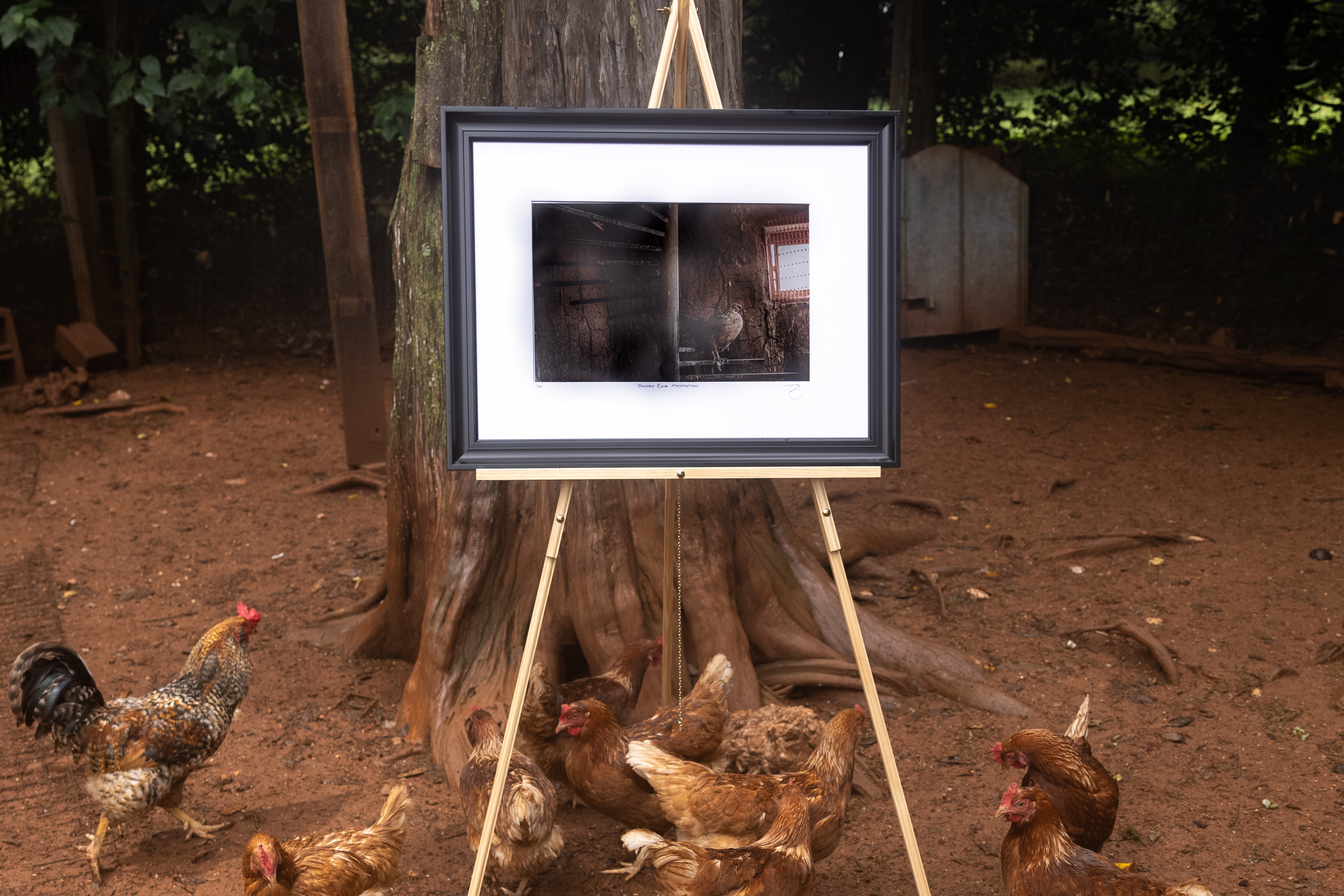 chicken4.png