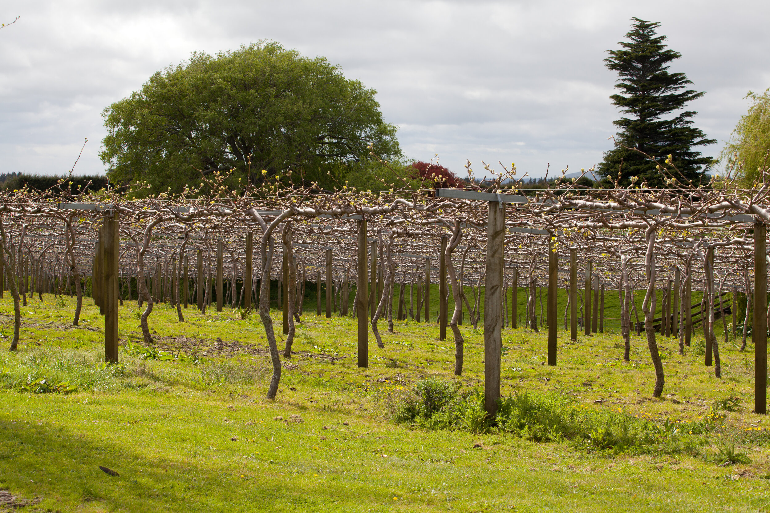 Bennetts - Matai Pacific -008.jpg