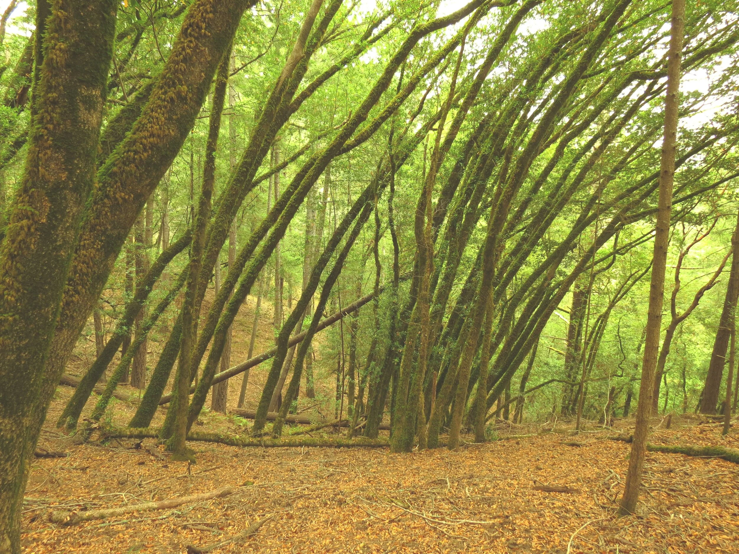 Flaneur in Nature