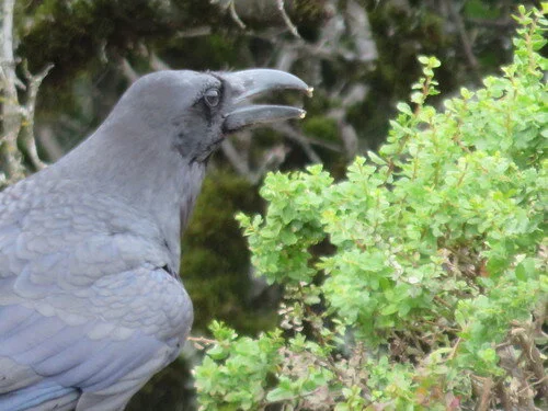raven1.JPG