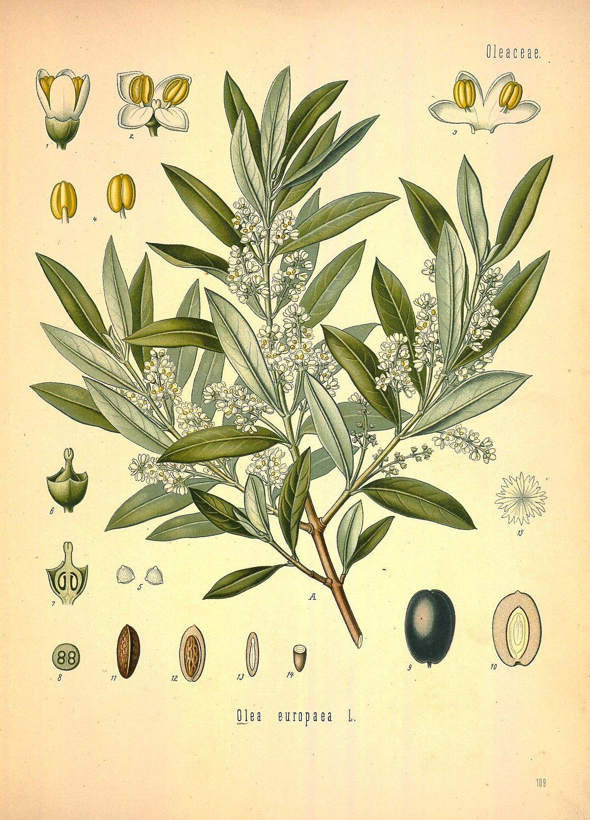 botanical olive branch.jpg