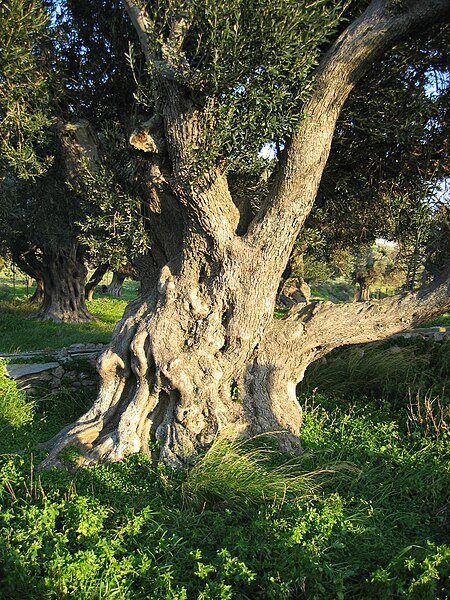 Old bark olive tree.jpg