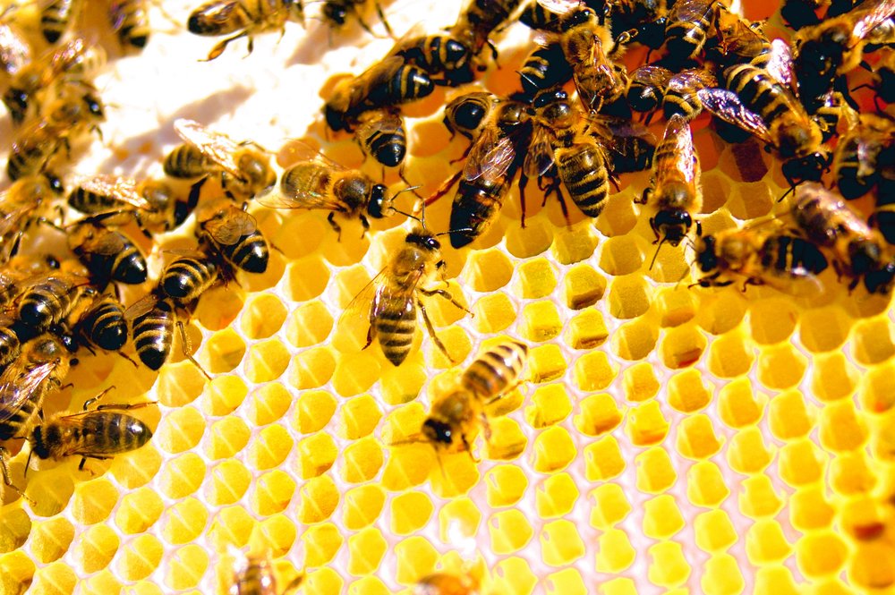 Honey Bee B.jpg