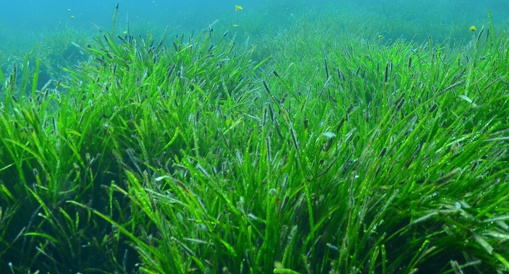 Sea Grass NEW.jpg