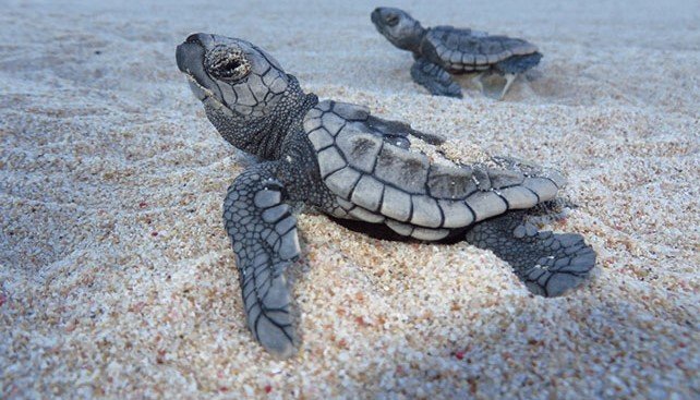Turtle hatchlings NEW CUTA.jpg