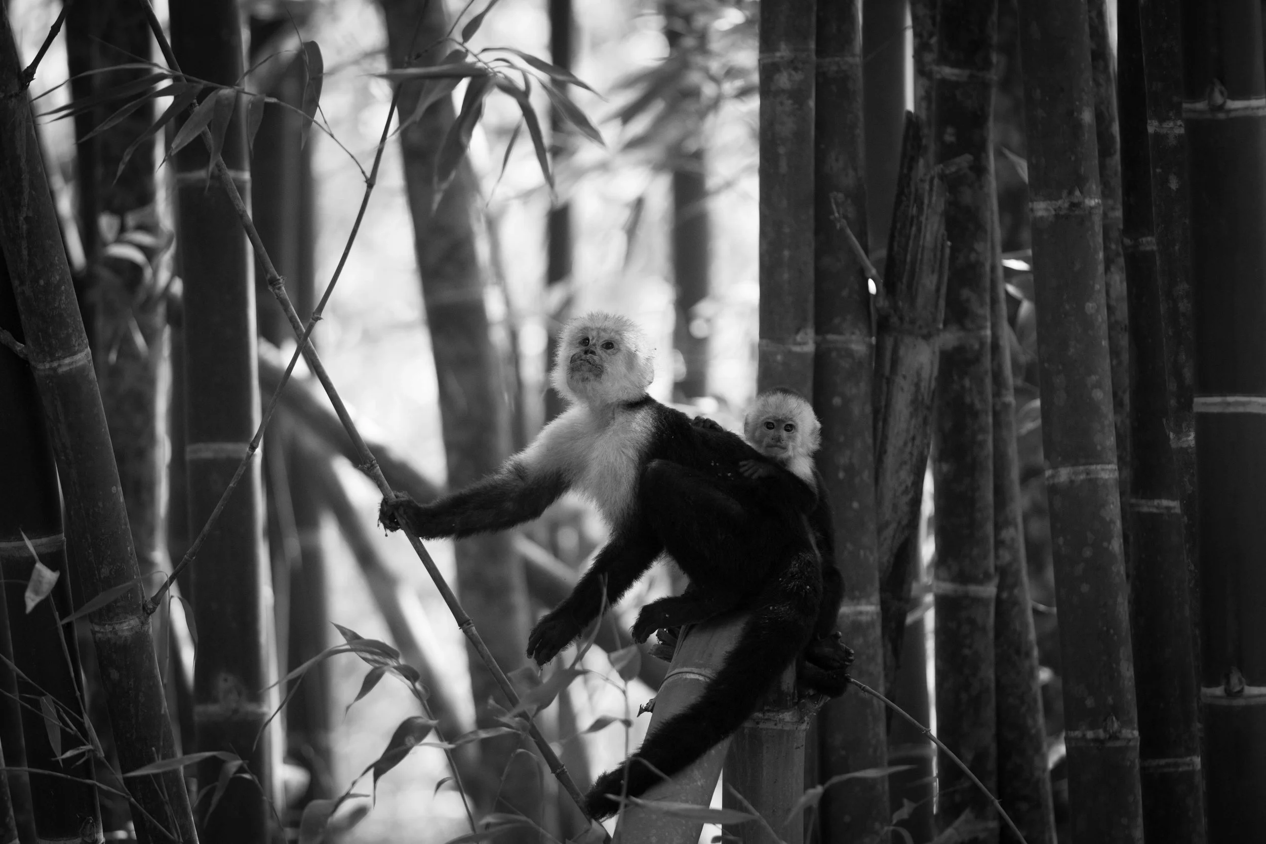 Costa_Rica_Pura_Vida_Ecolodge_Feb_2018-103.jpg