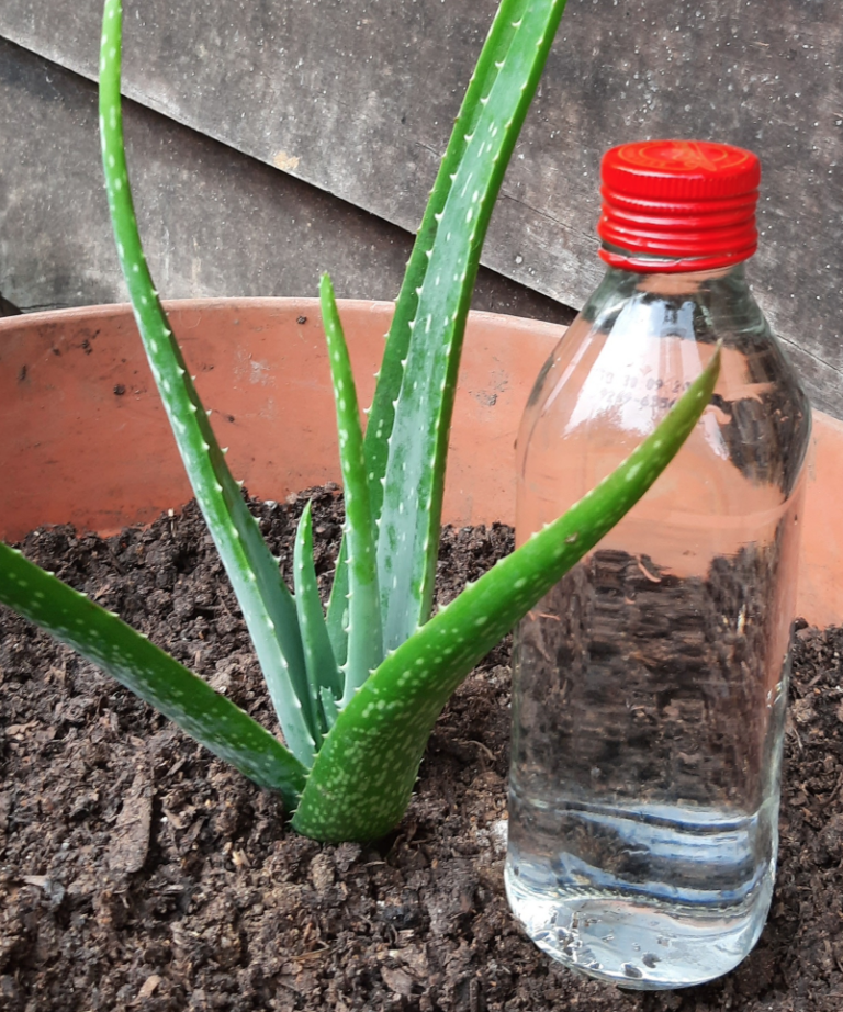 gel cream aloe vera Real Aloe 6.8 oz Aloe Vera Gelly main image 0
