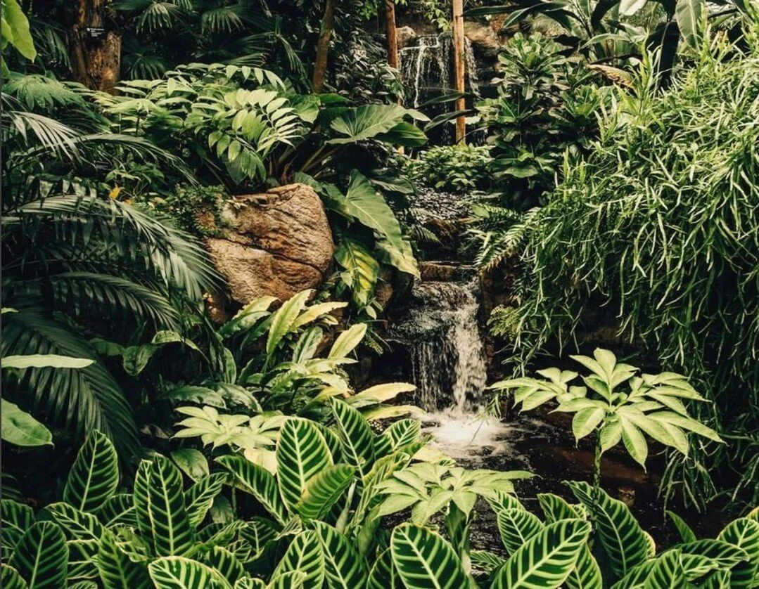 It's World Rainforest Day! 😃🌴⁠
A day to celebrate the immense beauty and biodiversity of rainforests, while raising awareness about the need to protect and restore the rainforests that remain.⁠
⁠
In 2018 alone, 8.9 million acres of primary rainfore