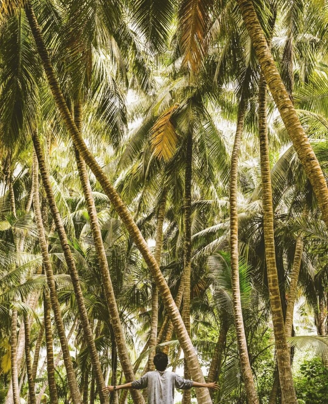 It's world COCONUT day !⁠
⁠
As the world starts to go back to &quot;normal&quot; (?!?!), many of us have been thinking about ways that we are going to do things differently. Especially, since we witnessed nature begin to reclaim spaces during lockdow