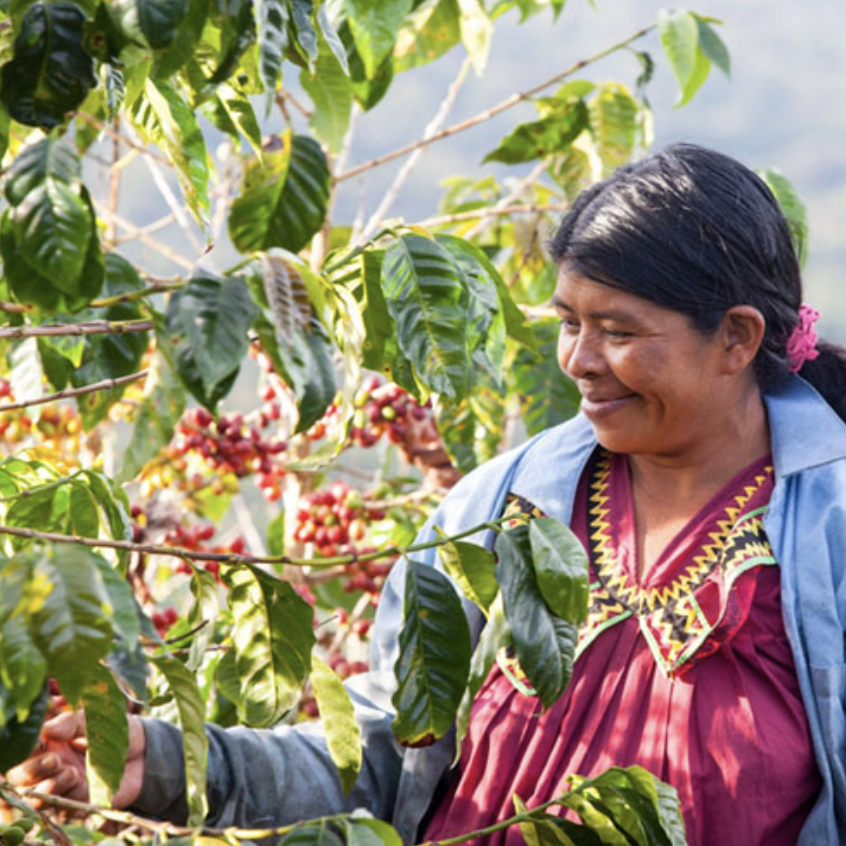 Coffea Diversa 2.png