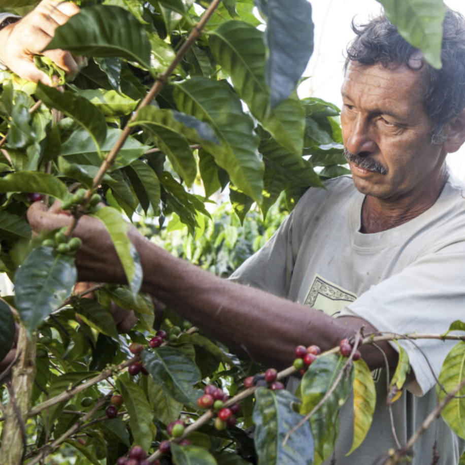 Coffea Diversa 3.png