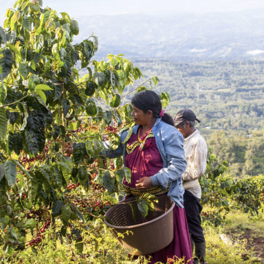 Coffea Diversa 4.png