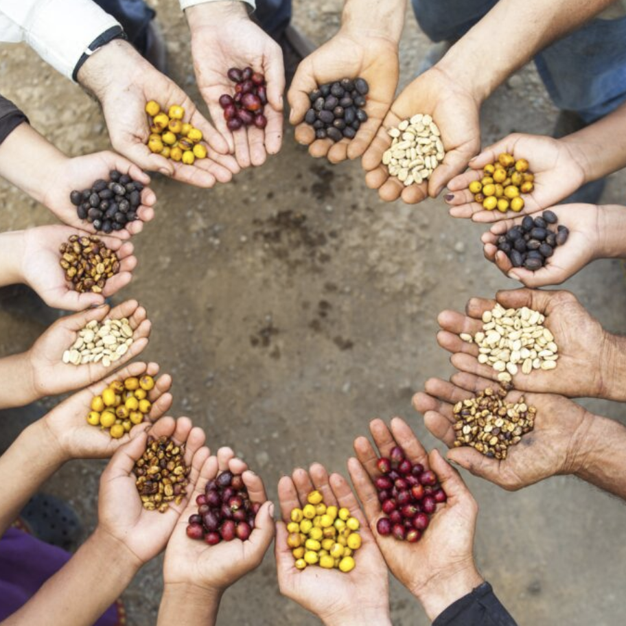 Coffea Diversa 5.png