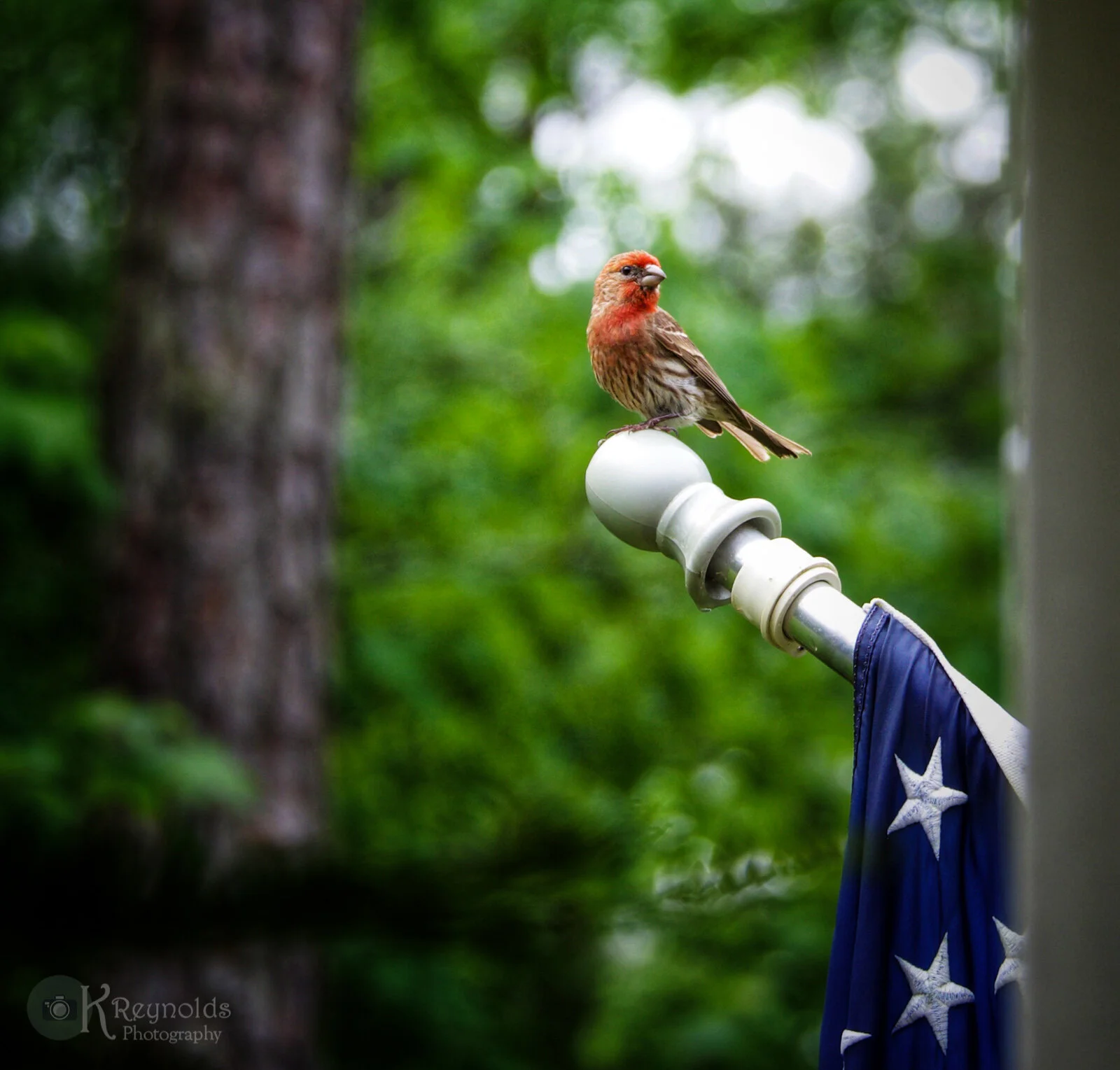 KReynoldsphotopgraphy_2019- (21 of 22).jpg