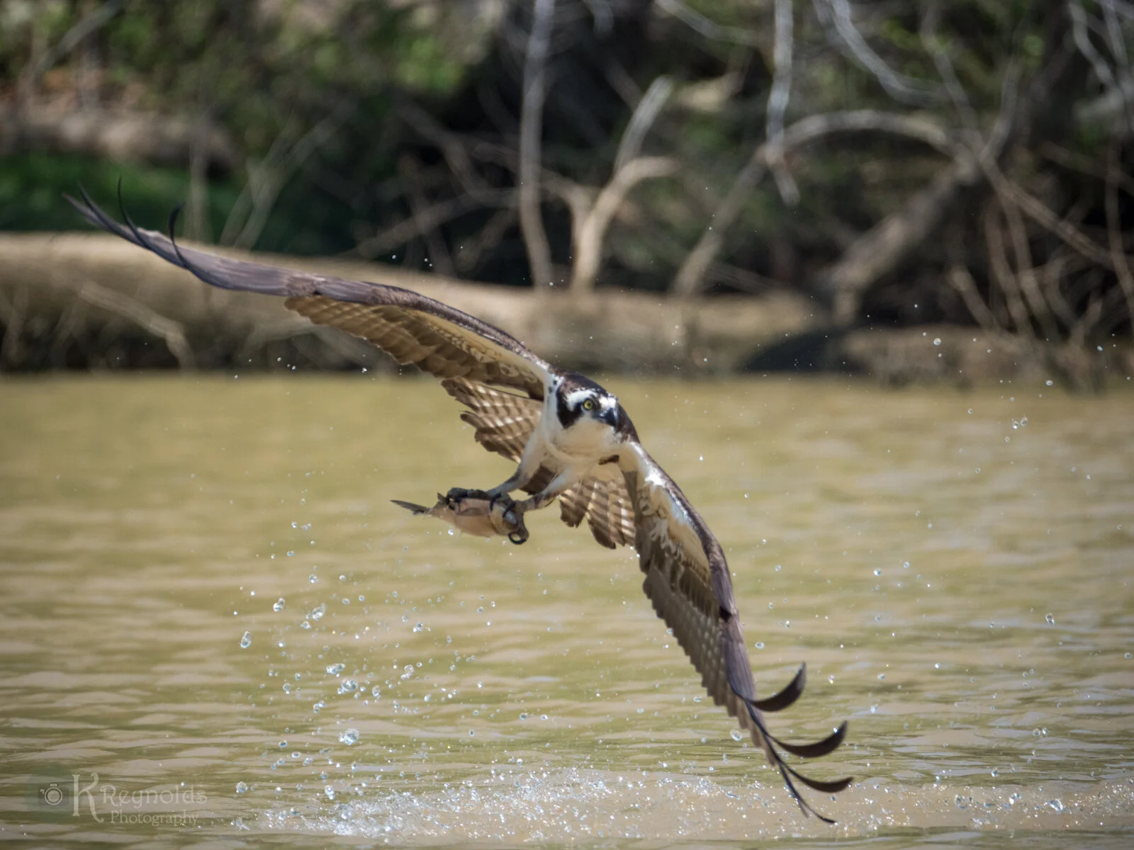 KReynoldsphotopgraphy_2019- (17 of 22).jpg