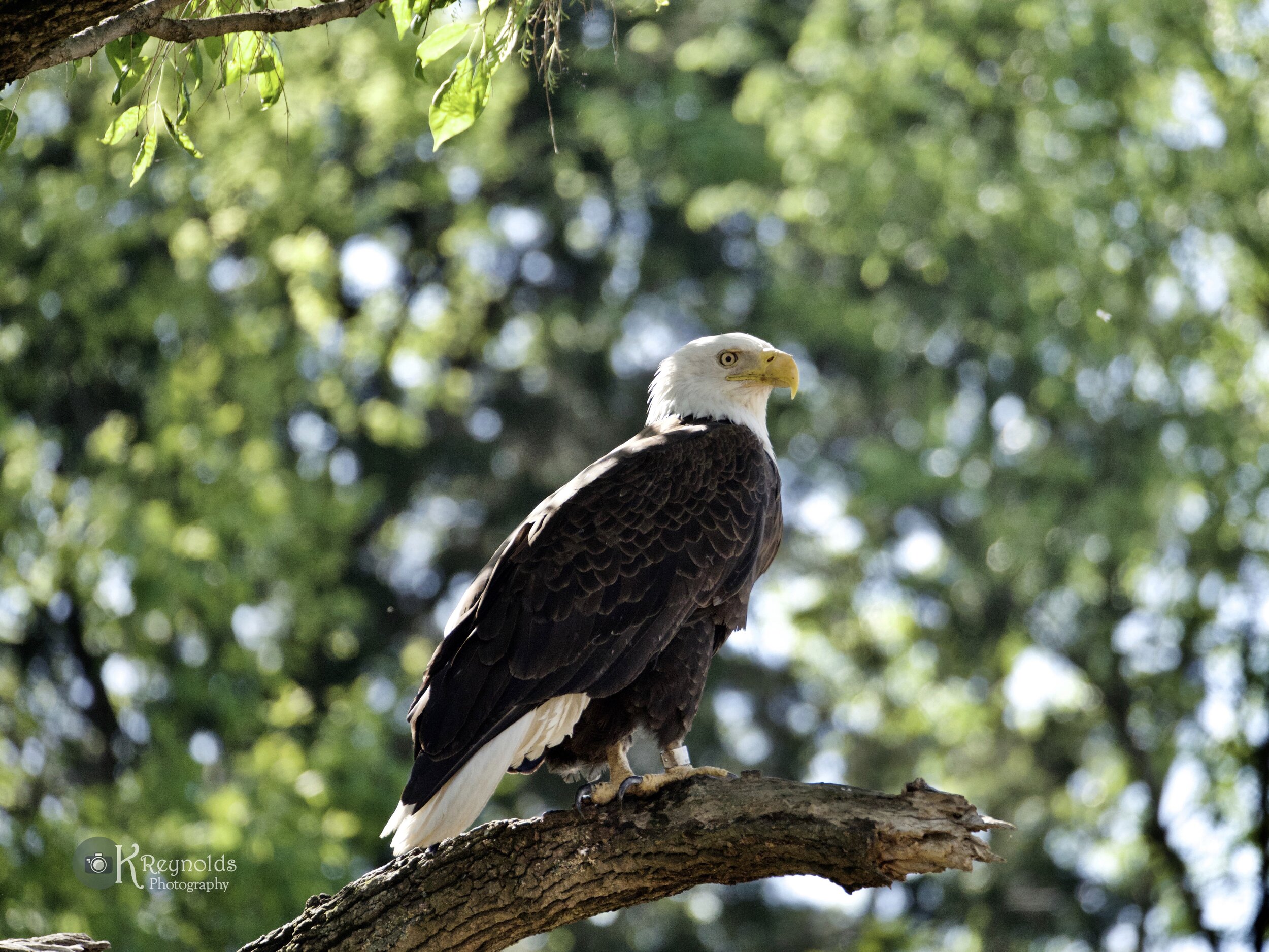 watermarked7_2019-04-20-2231_.jpg