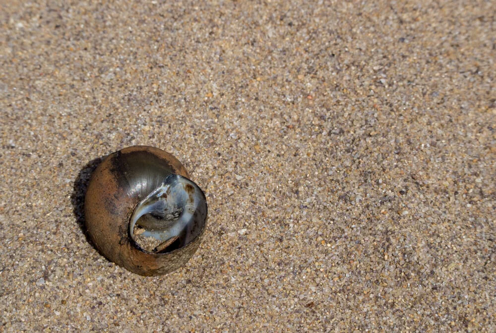 winter-seashell_13344112814_o.jpg