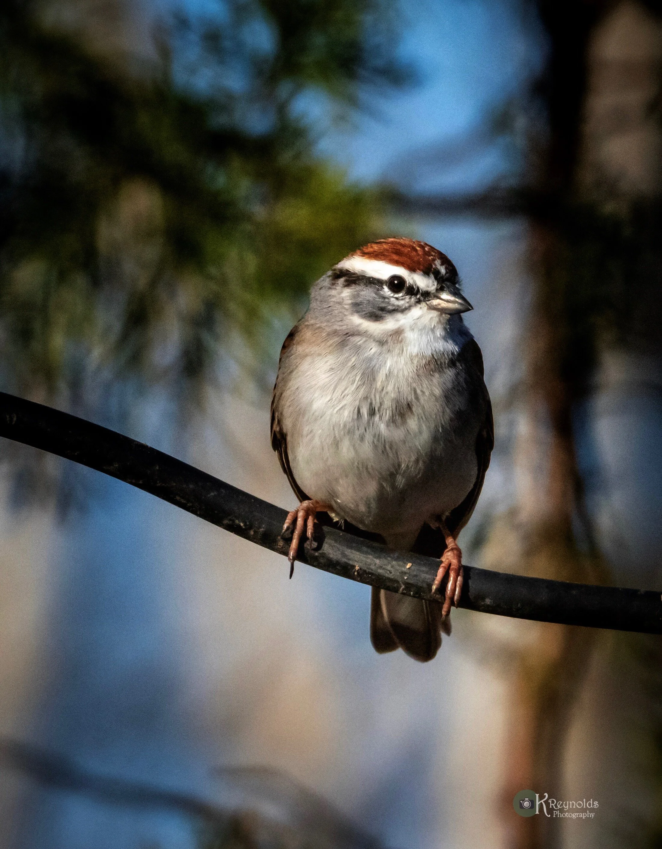 Tree Sparrow.jpg