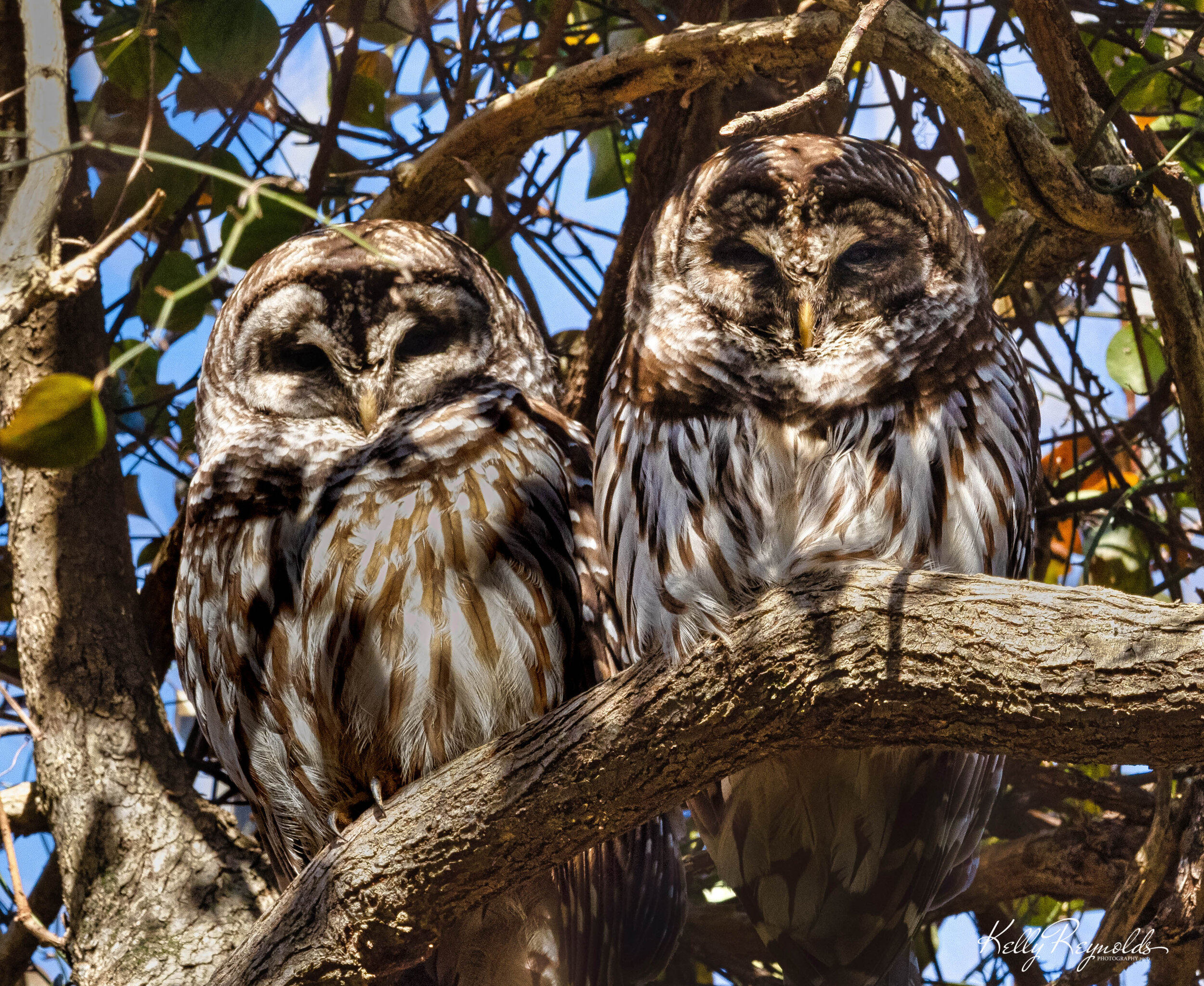 PP Owls-3.jpg