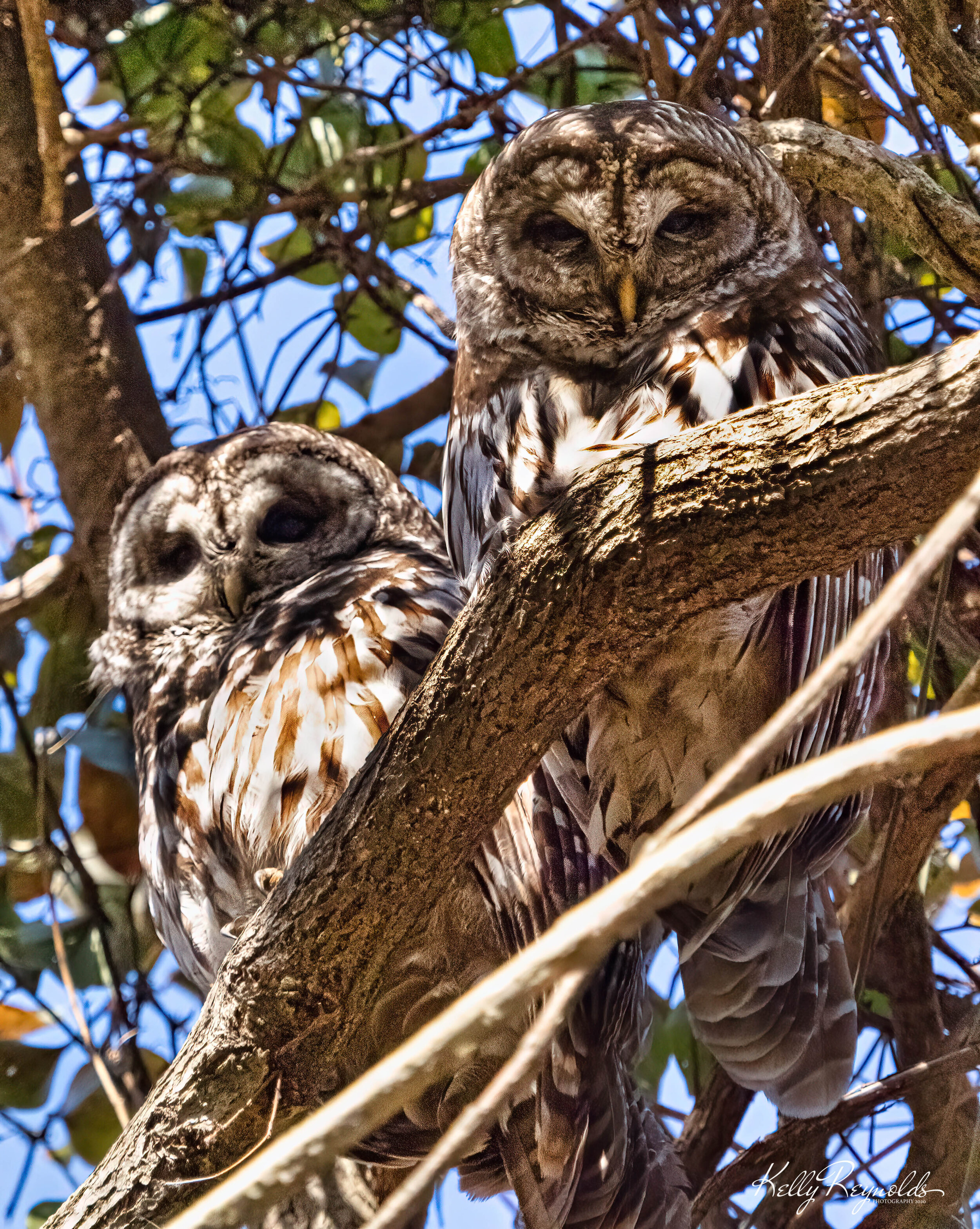 PP Owls-1.jpg