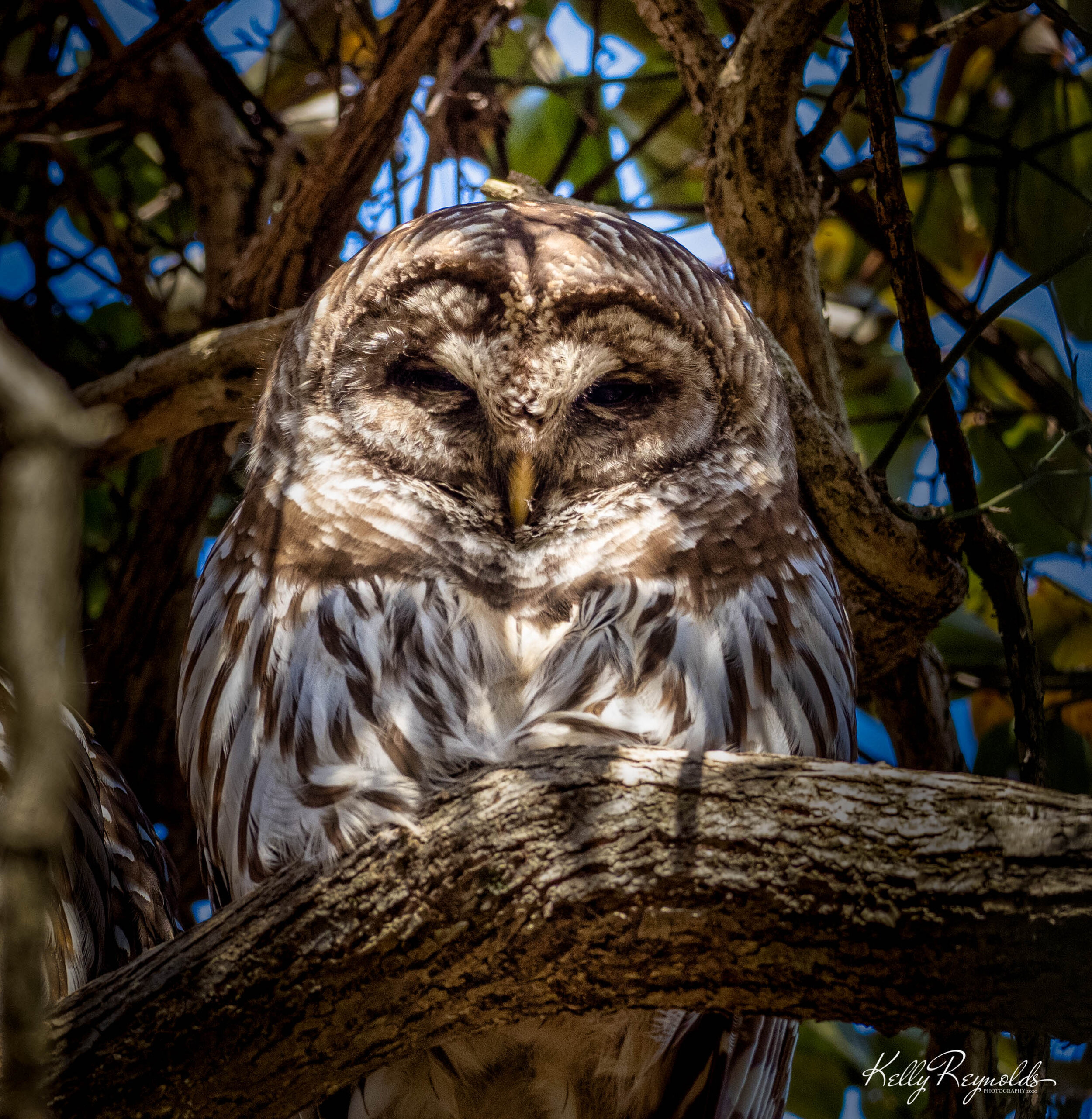 PP Owls-4.jpg