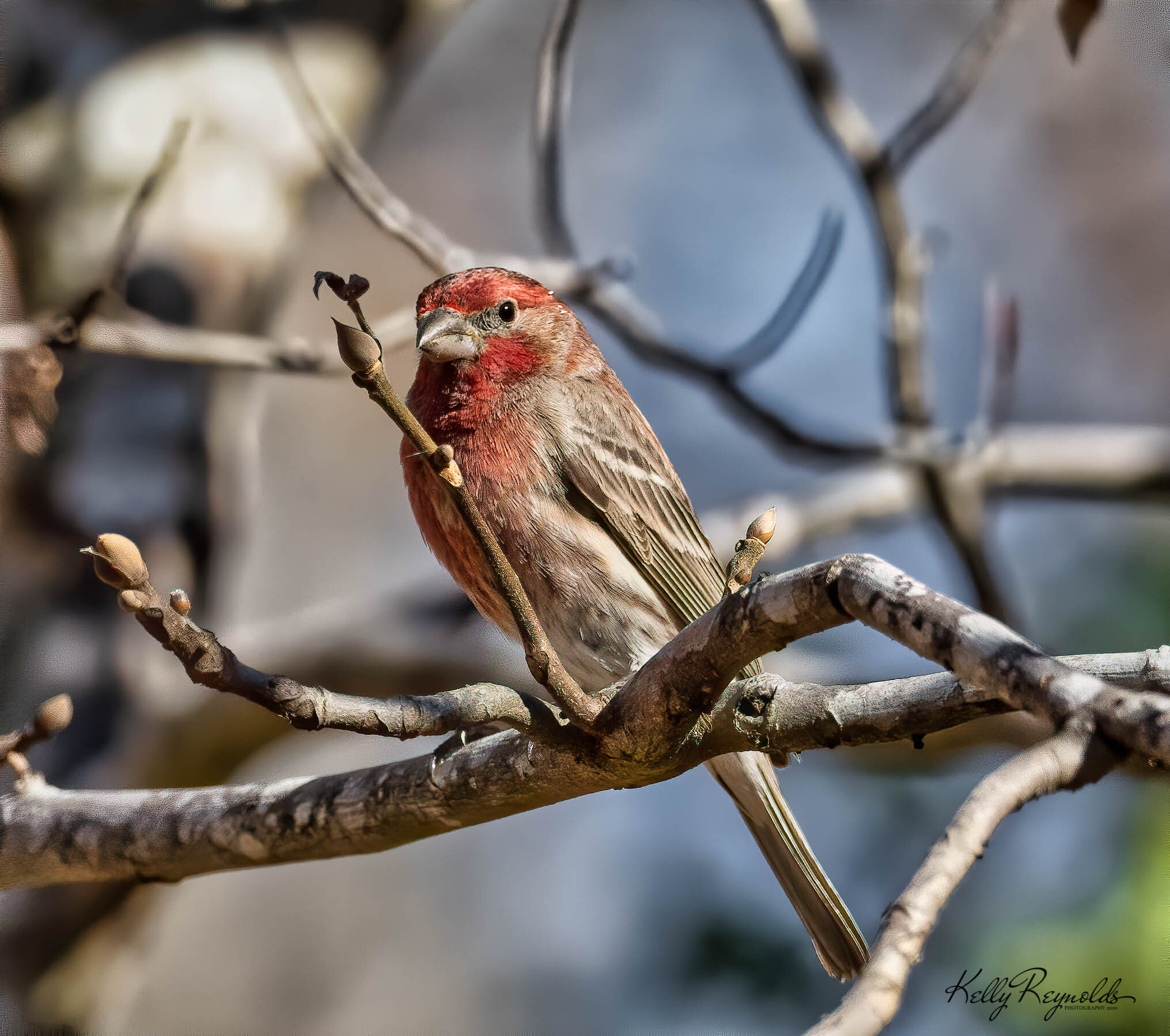 Male house finch.jpeg