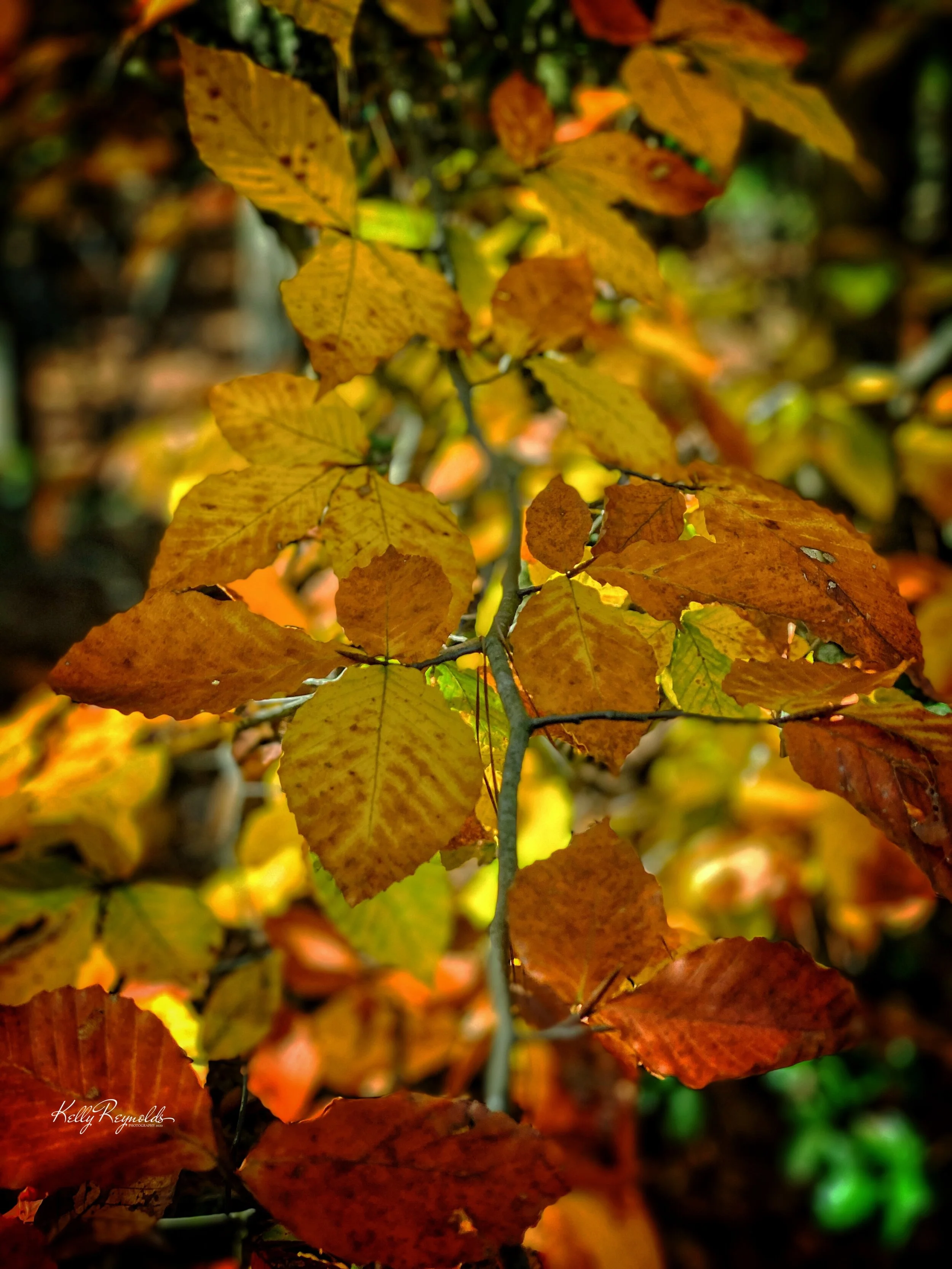Signs that Fall has arrived — Birds on the Bluff