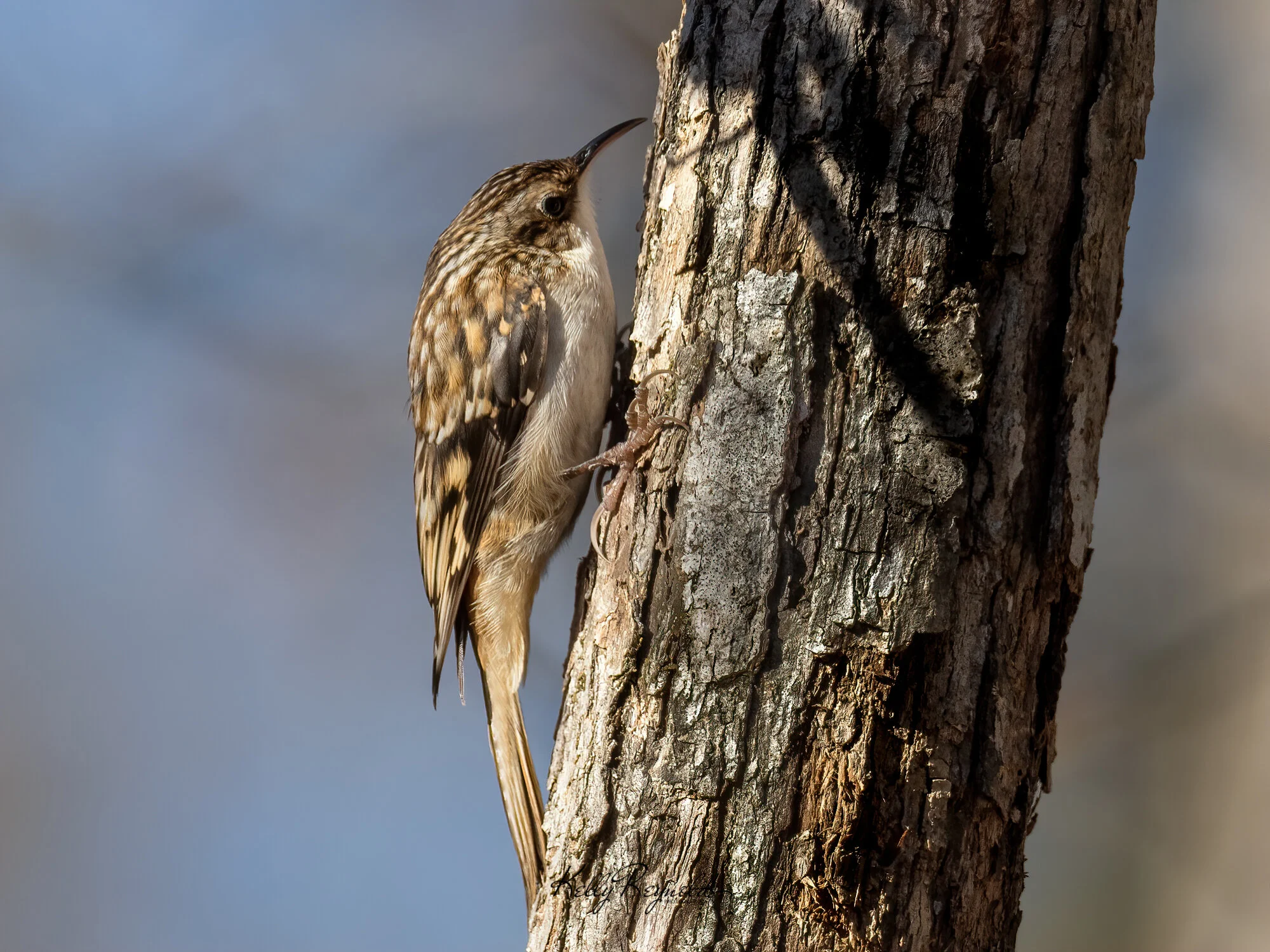 Brown Creeper
