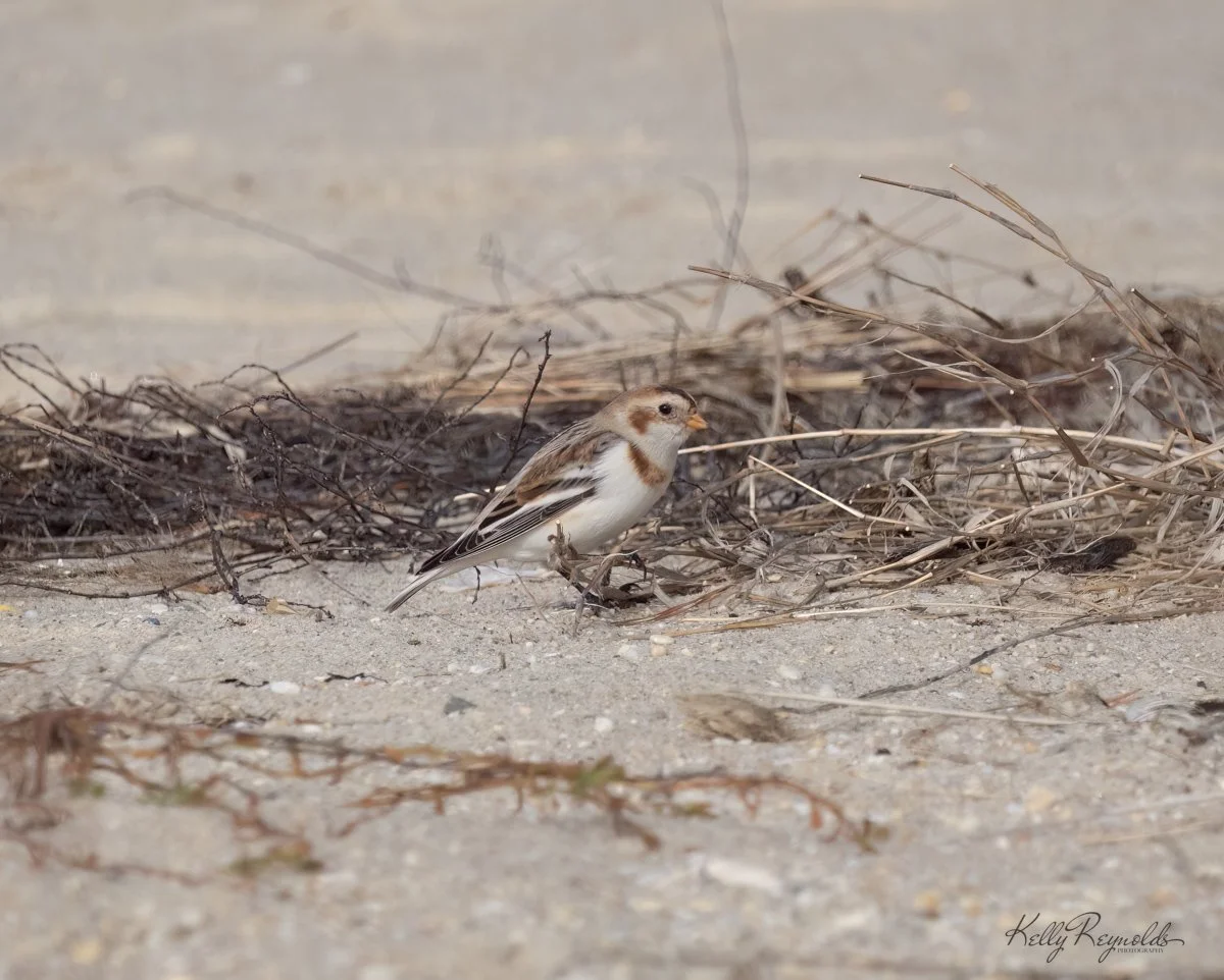 Snow Bunting-1.jpg