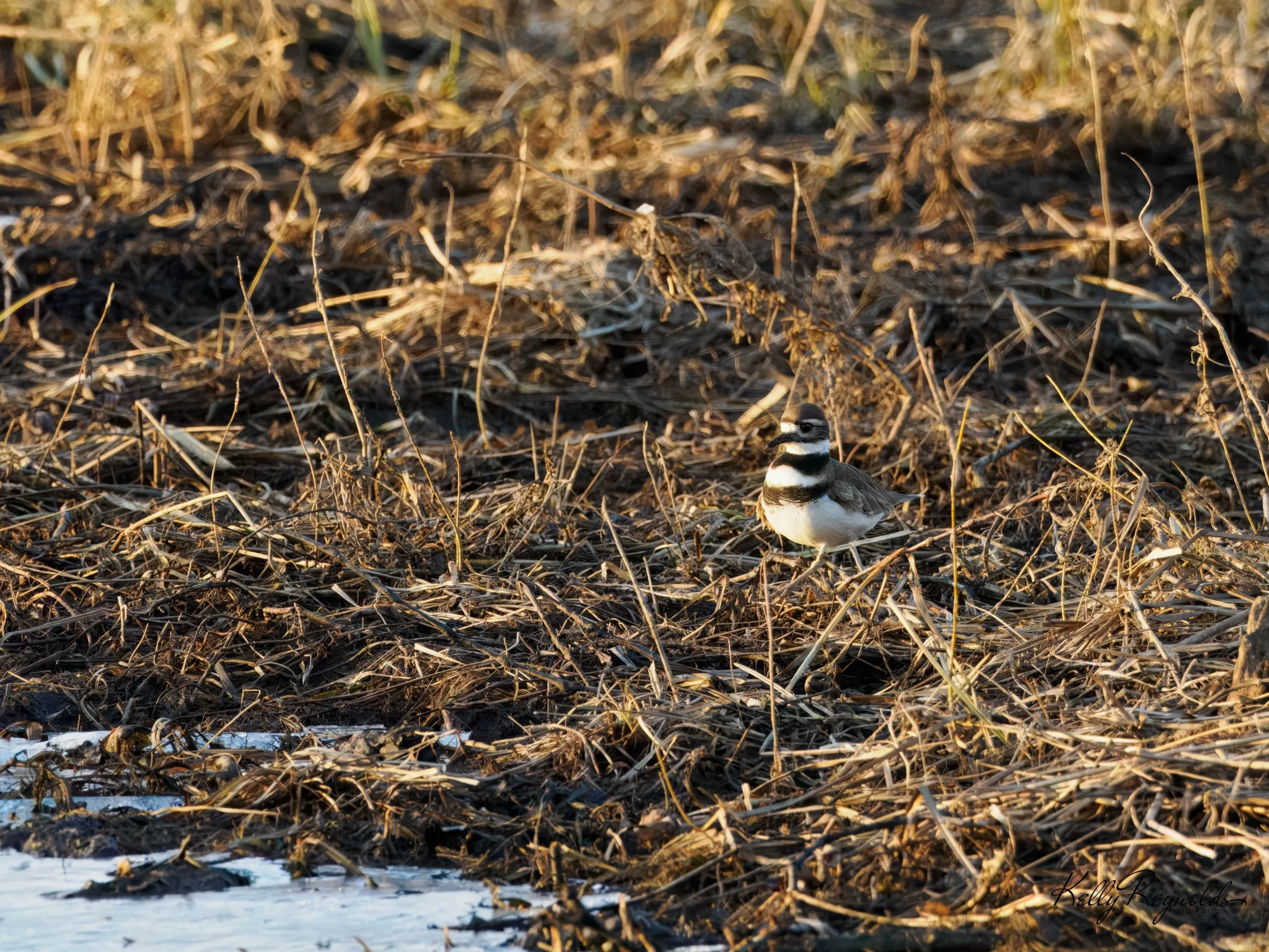 TCP-Killdeer-2.jpg (Copy)