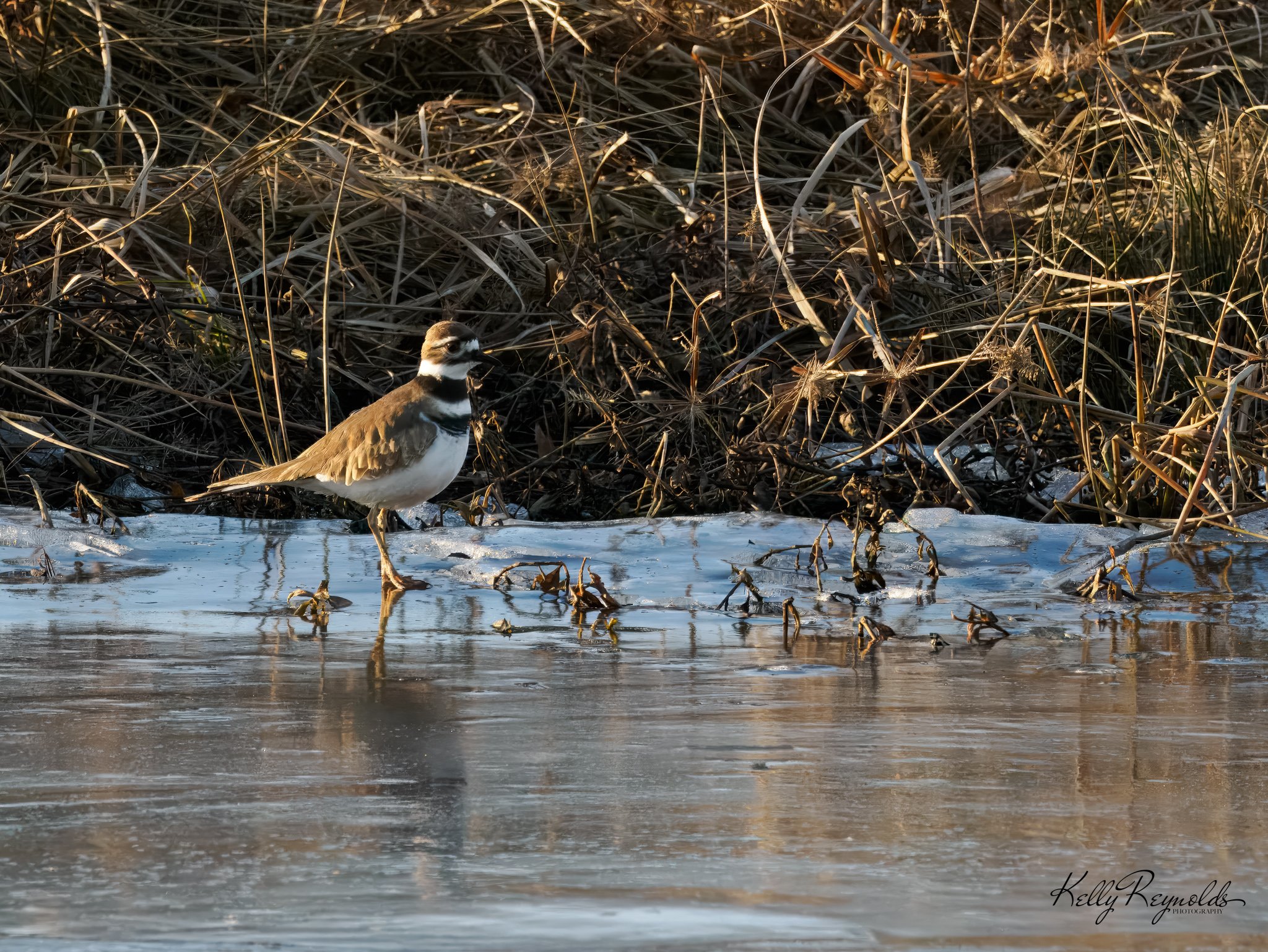 TCP_Killdeer-1.jpg (Copy)