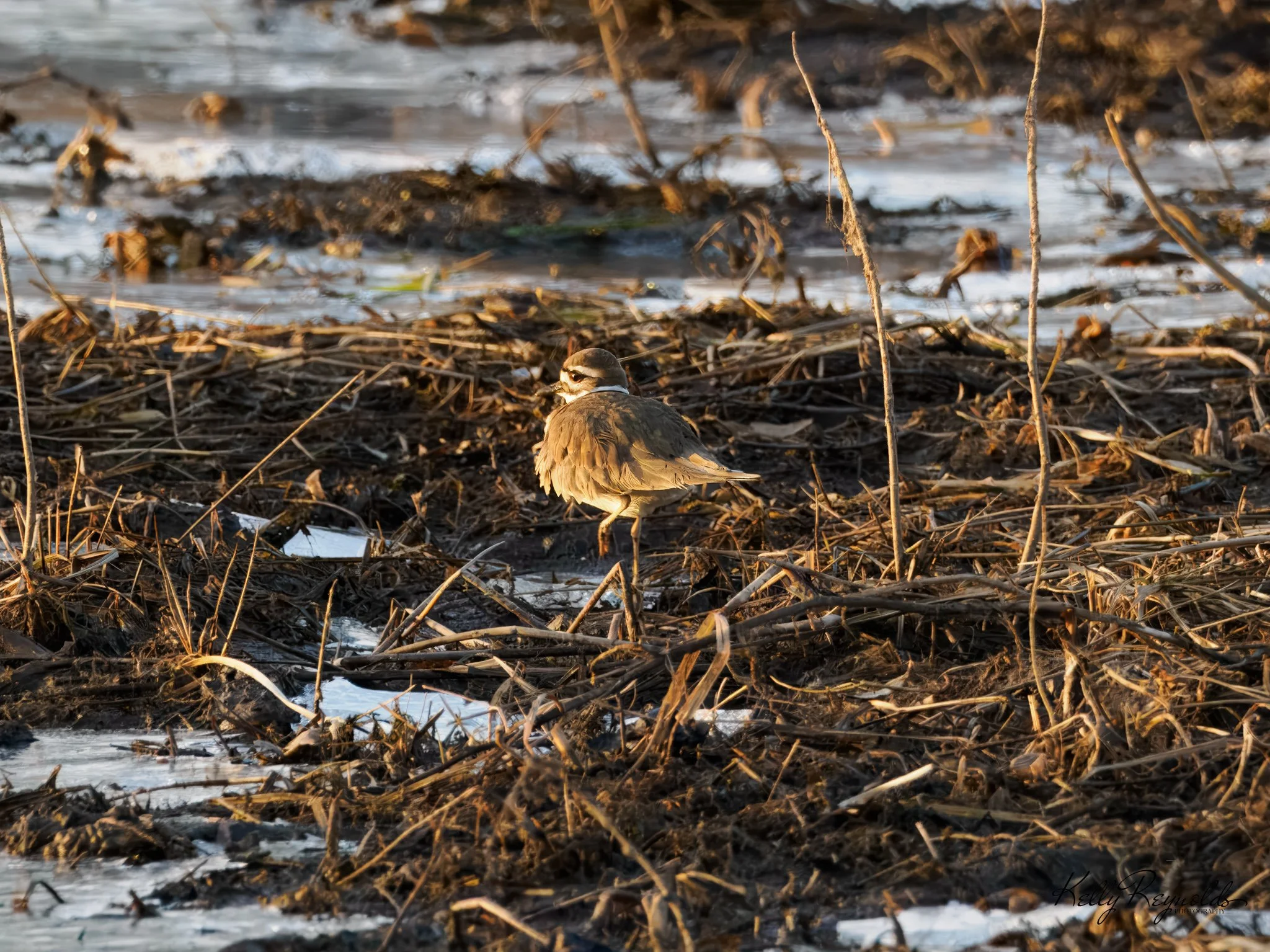 TCP-Killdeer-3.jpg (Copy)