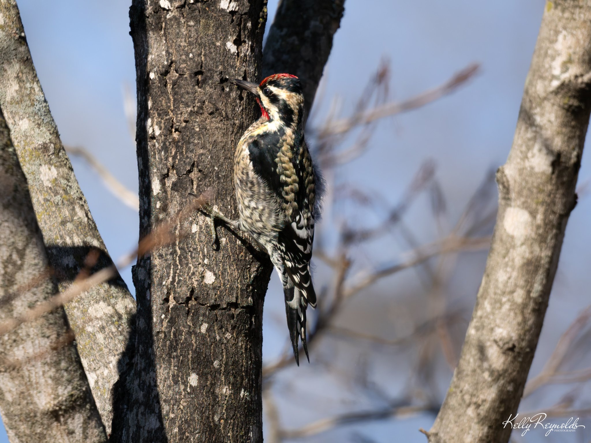 Yellow-bellied at Dutch Gap -1.jpg (Copy)