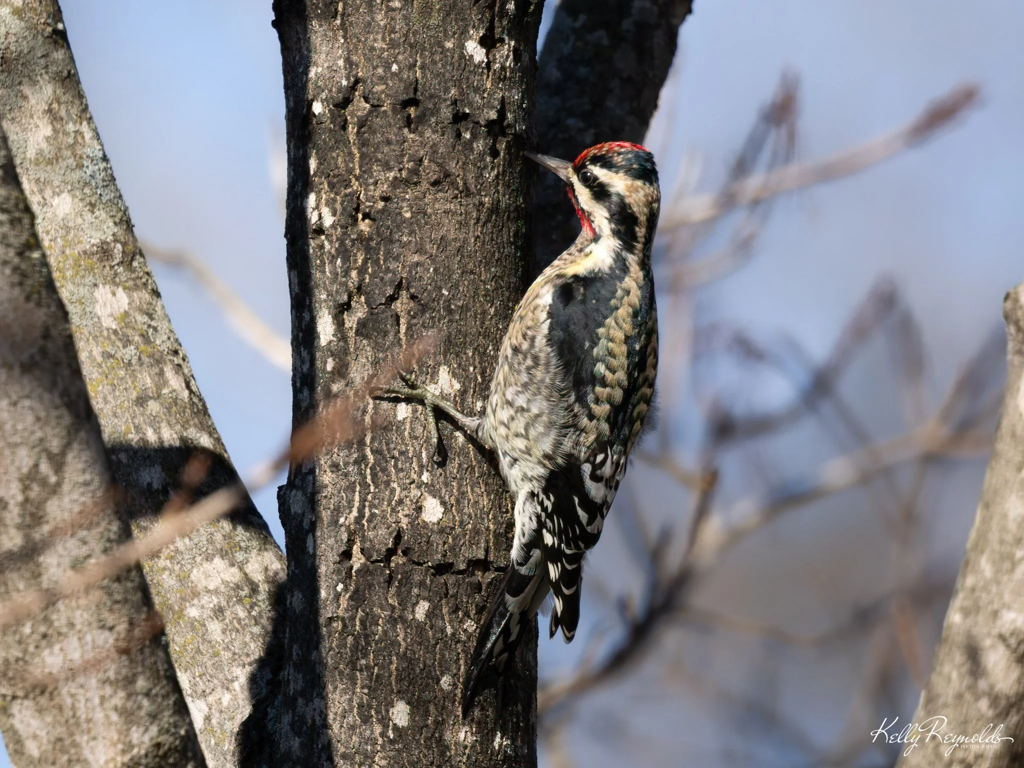 Yellow-bellied at Dutch Gap -2.jpg (Copy)
