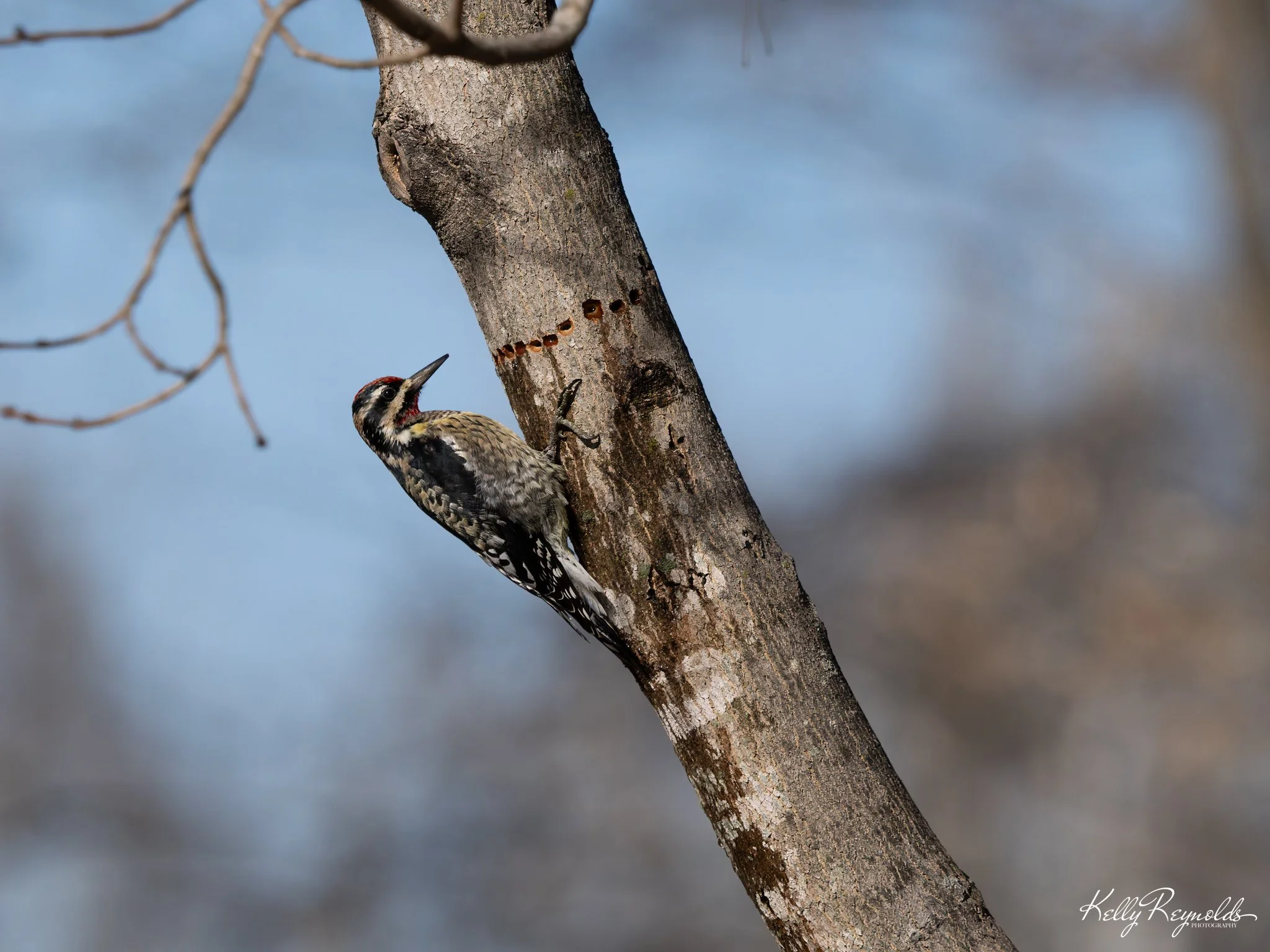 Yellow-bellied at Dutch Gap -5.jpg (Copy)