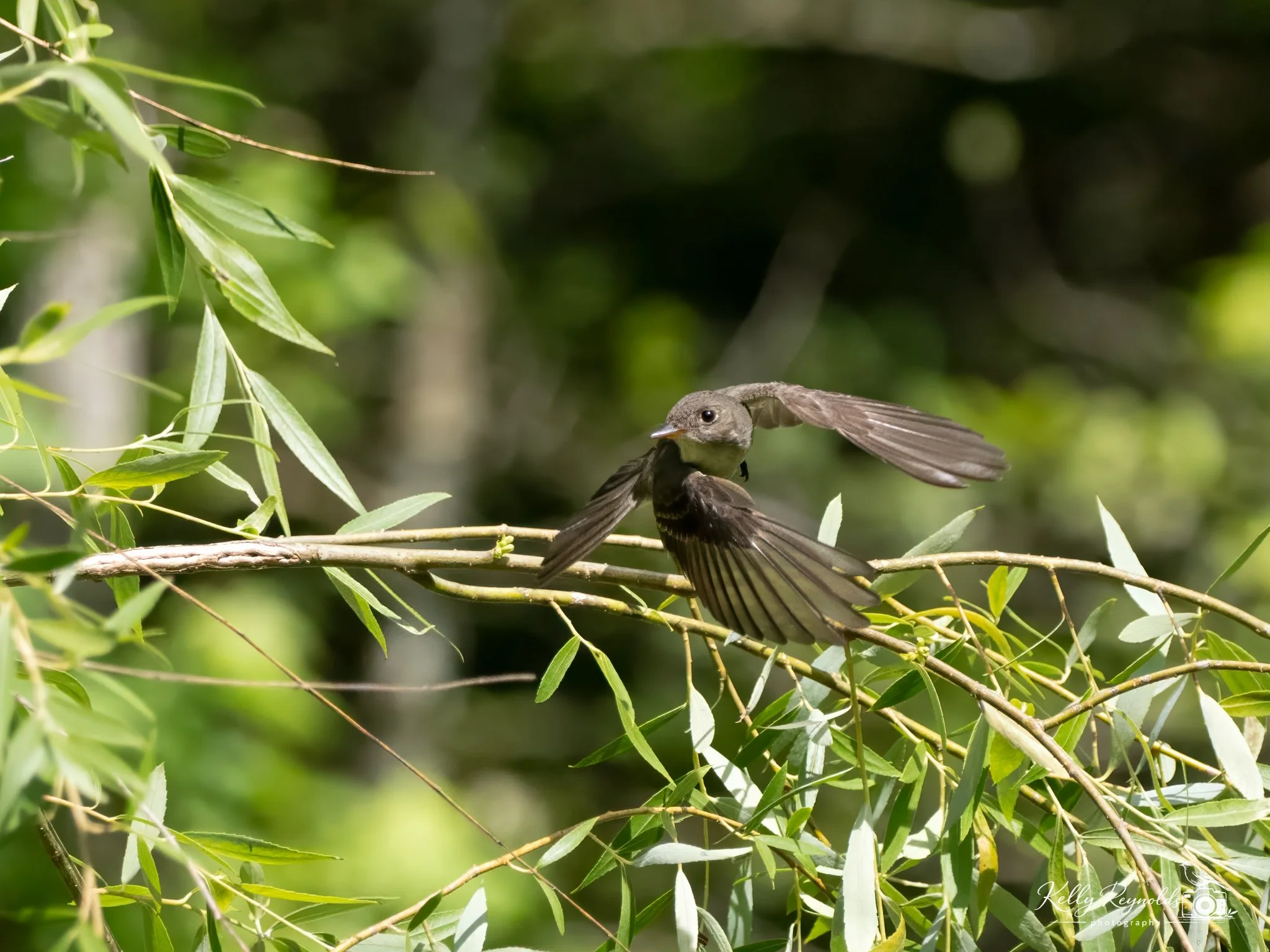 Eastern Wood-pewee in Flight-3.jpg (Copy)