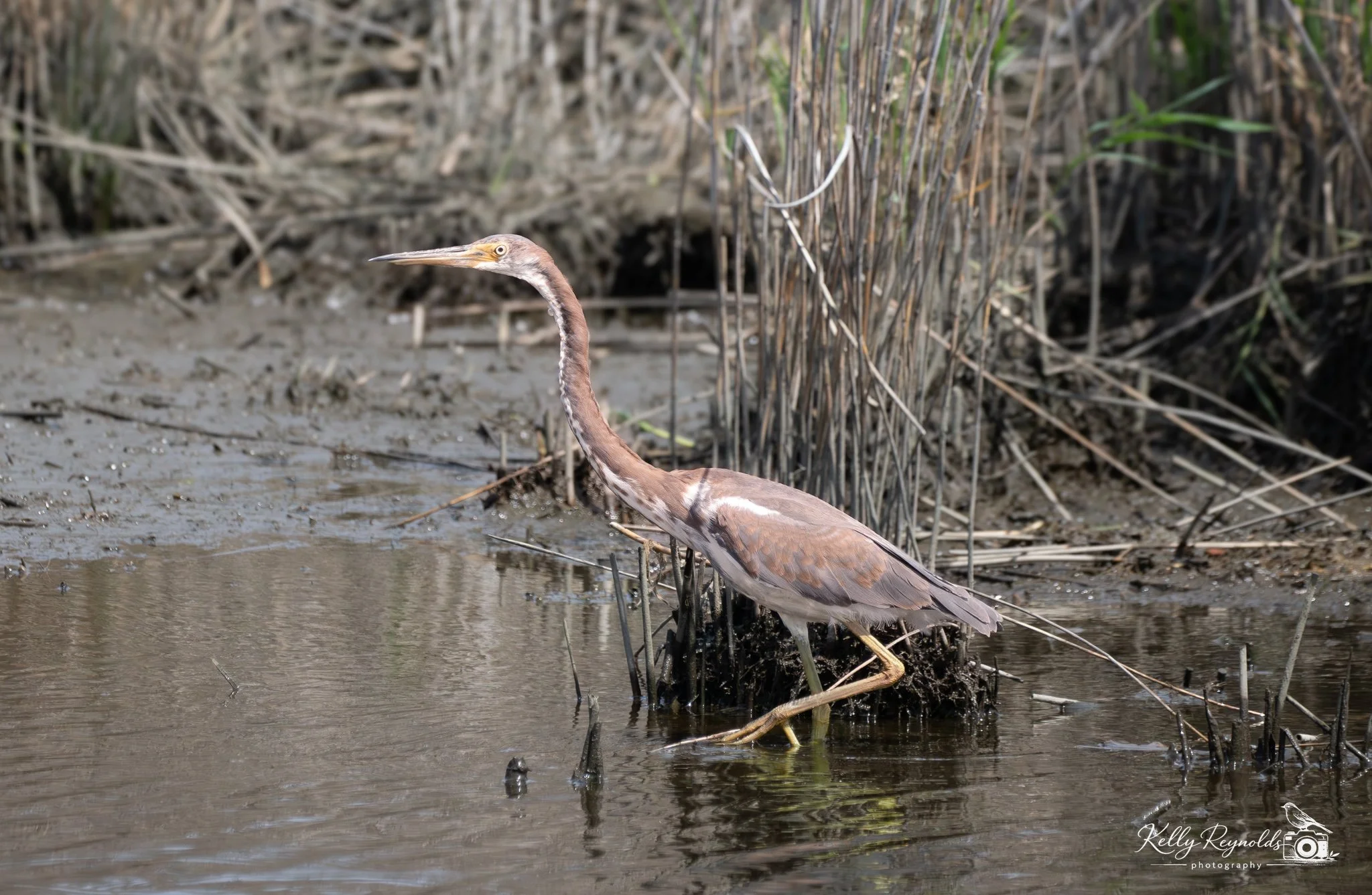 Tri-colored Heron-1.jpg