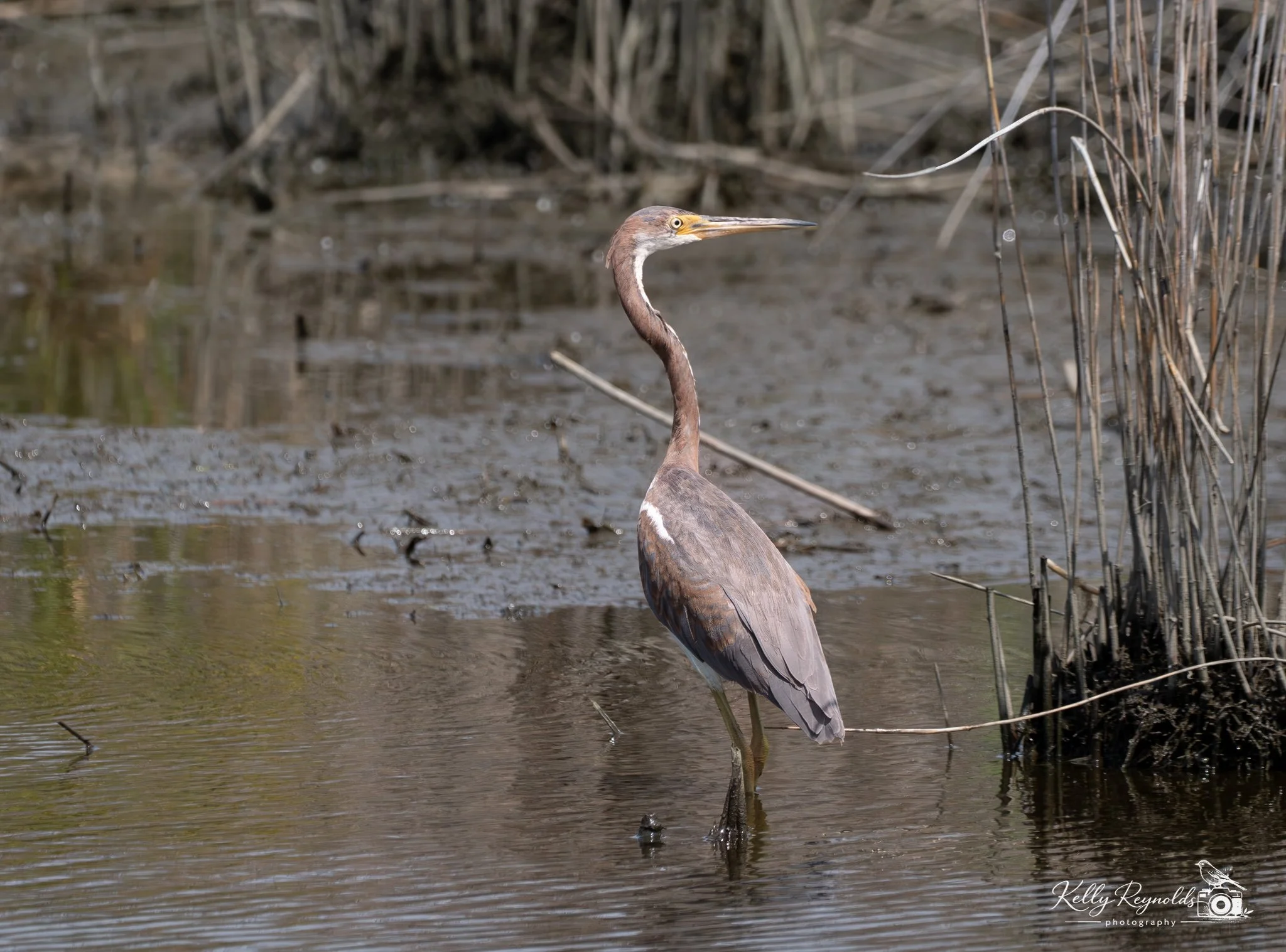 Tri-colored Heron-2.jpg