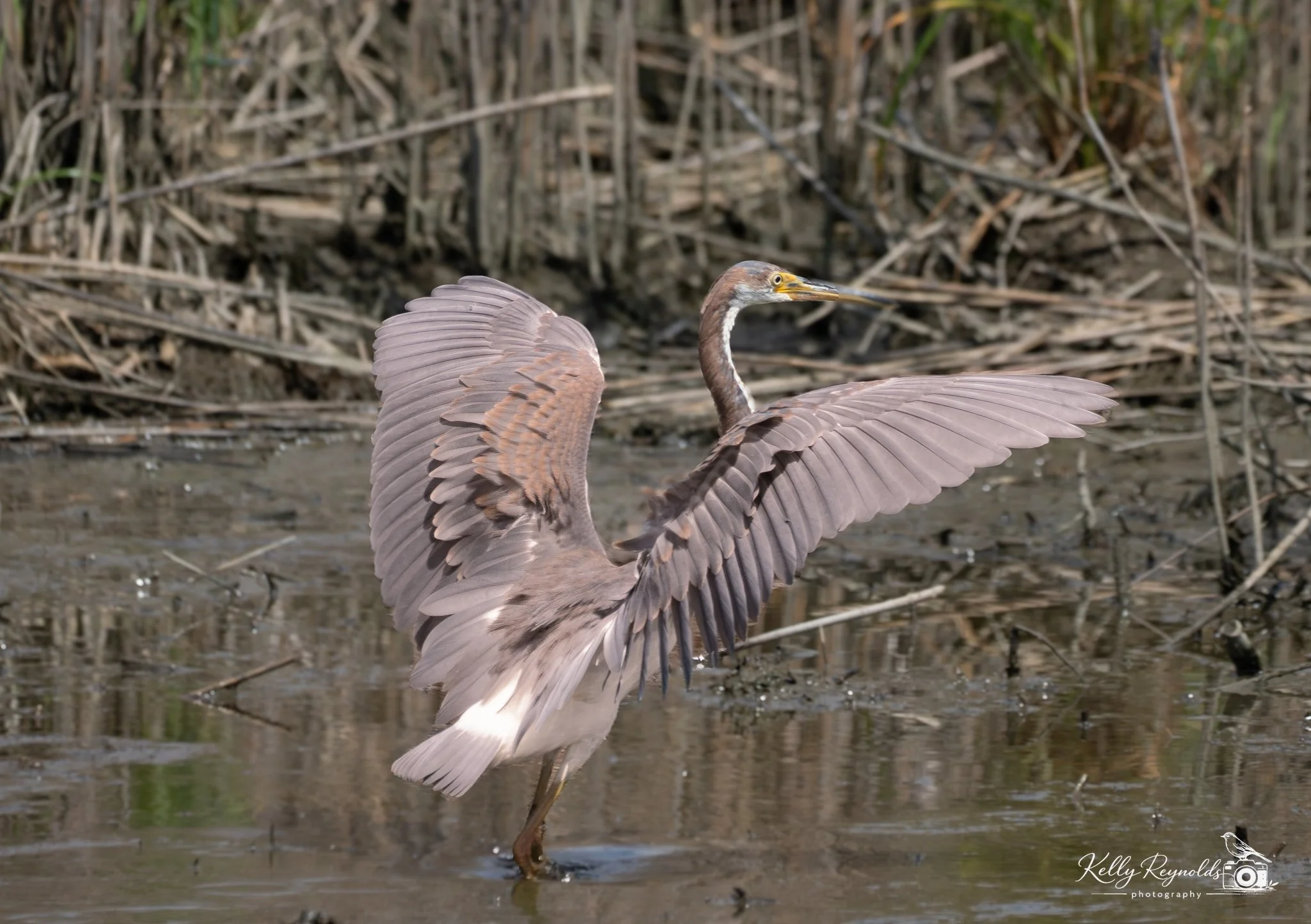 Tri-colored Heron-3.jpg