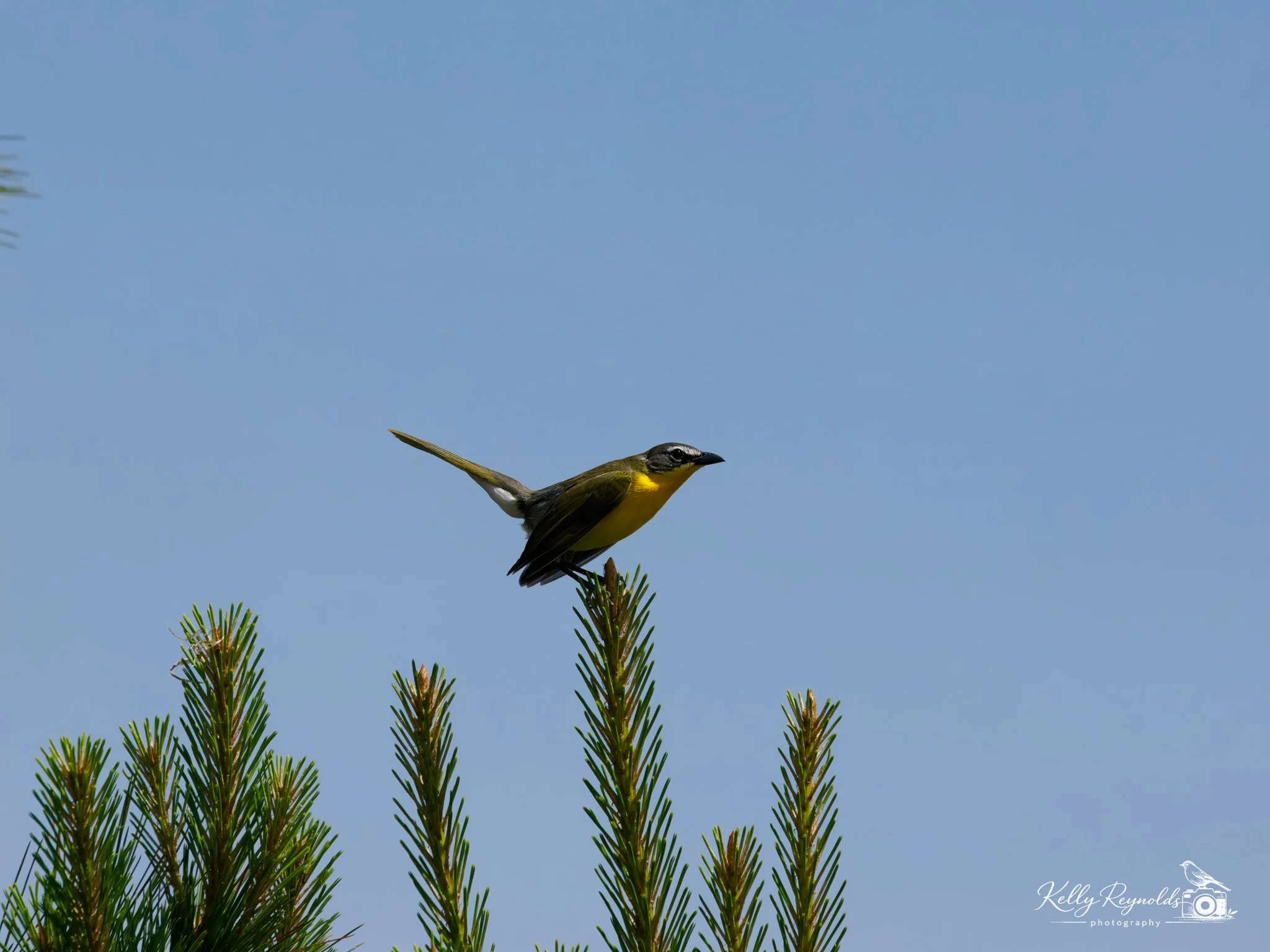 Yellow-breasted Chat-1.jpg